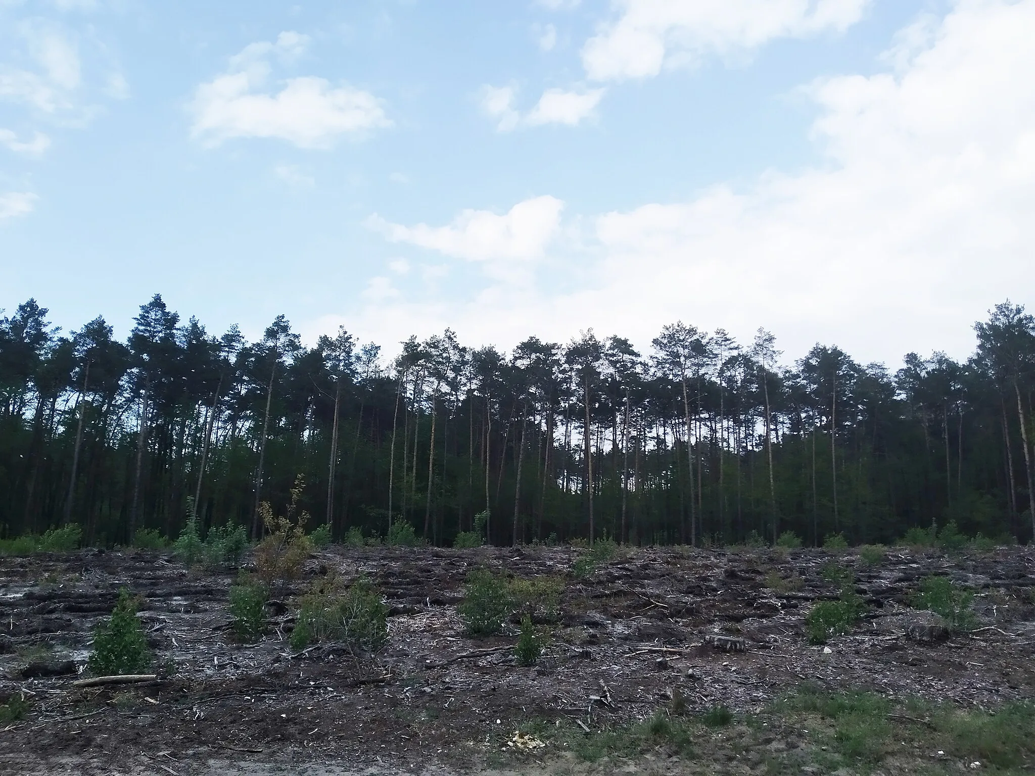 Photo showing: Wycinka lasu od wschodniej strony Rydzynek