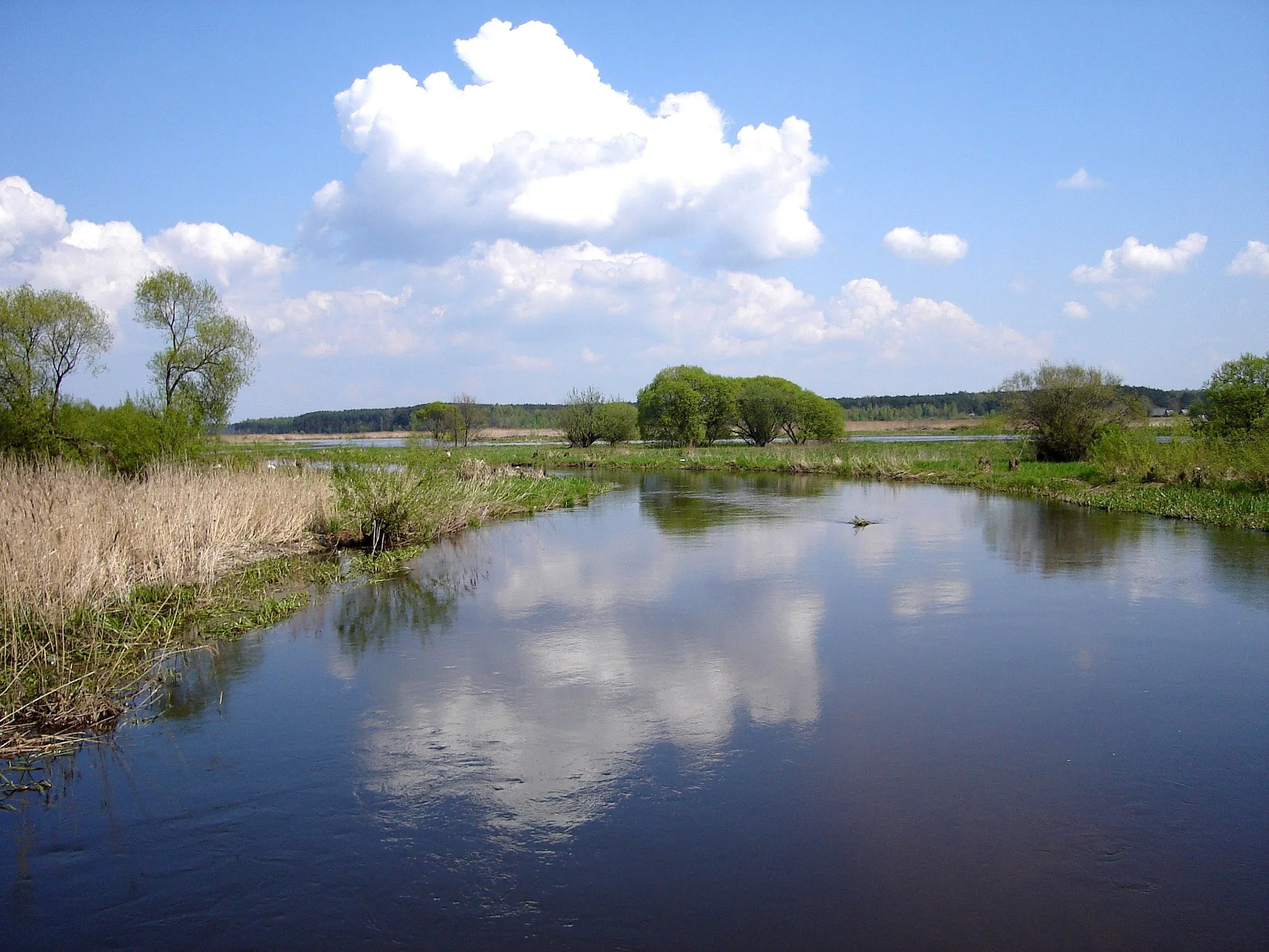 Photo showing: Luciaza river - Przyglow