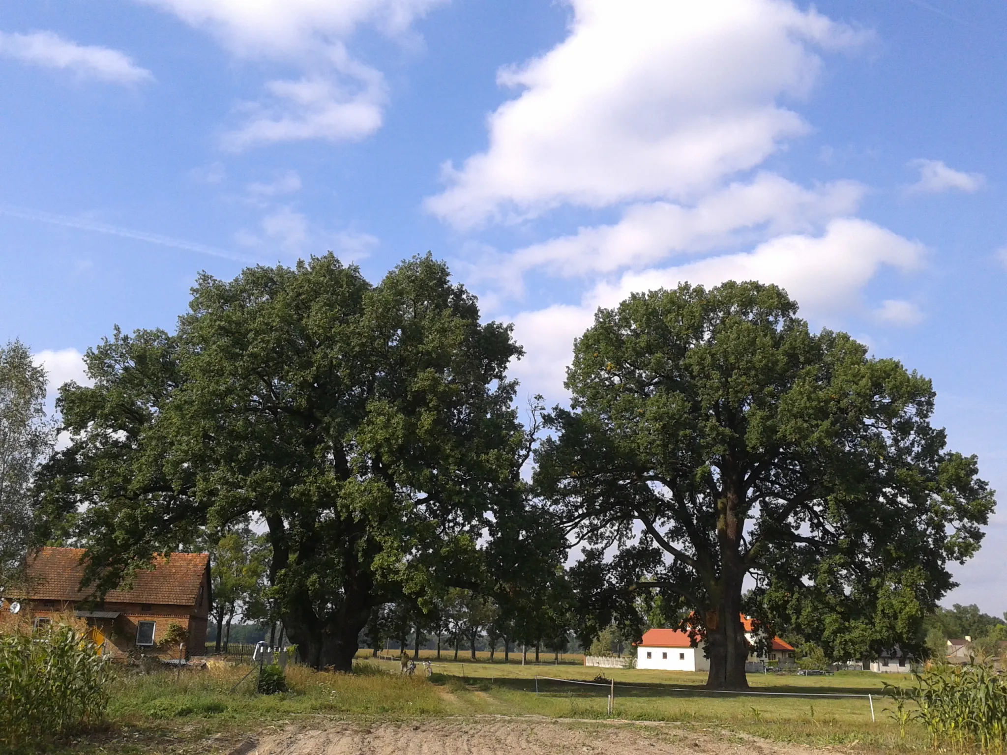 Photo showing: Two aged and monumental English oaks in Bełdów, near Łódź, in Poland.