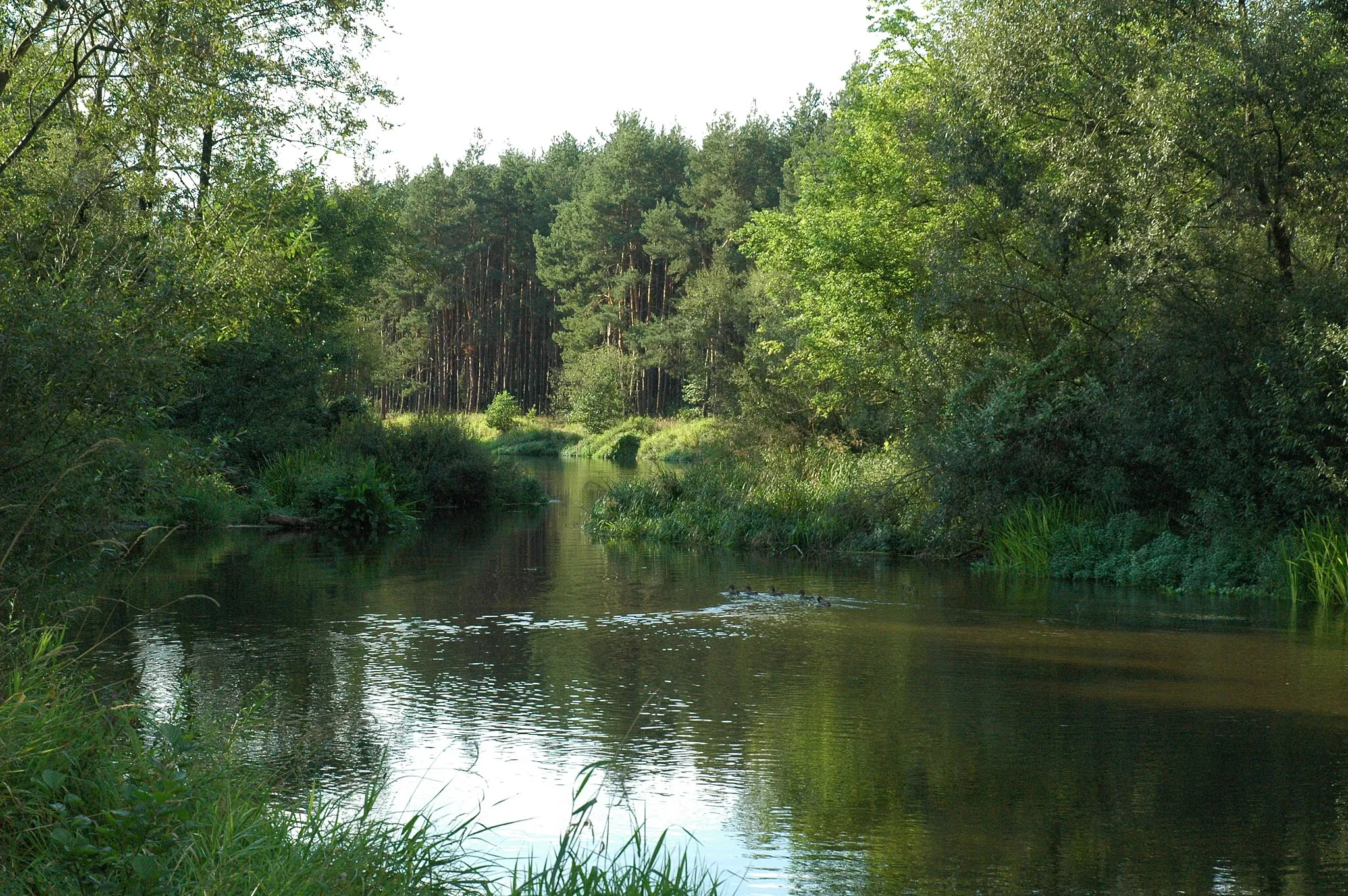 Photo showing: Warta river near Lisowice.