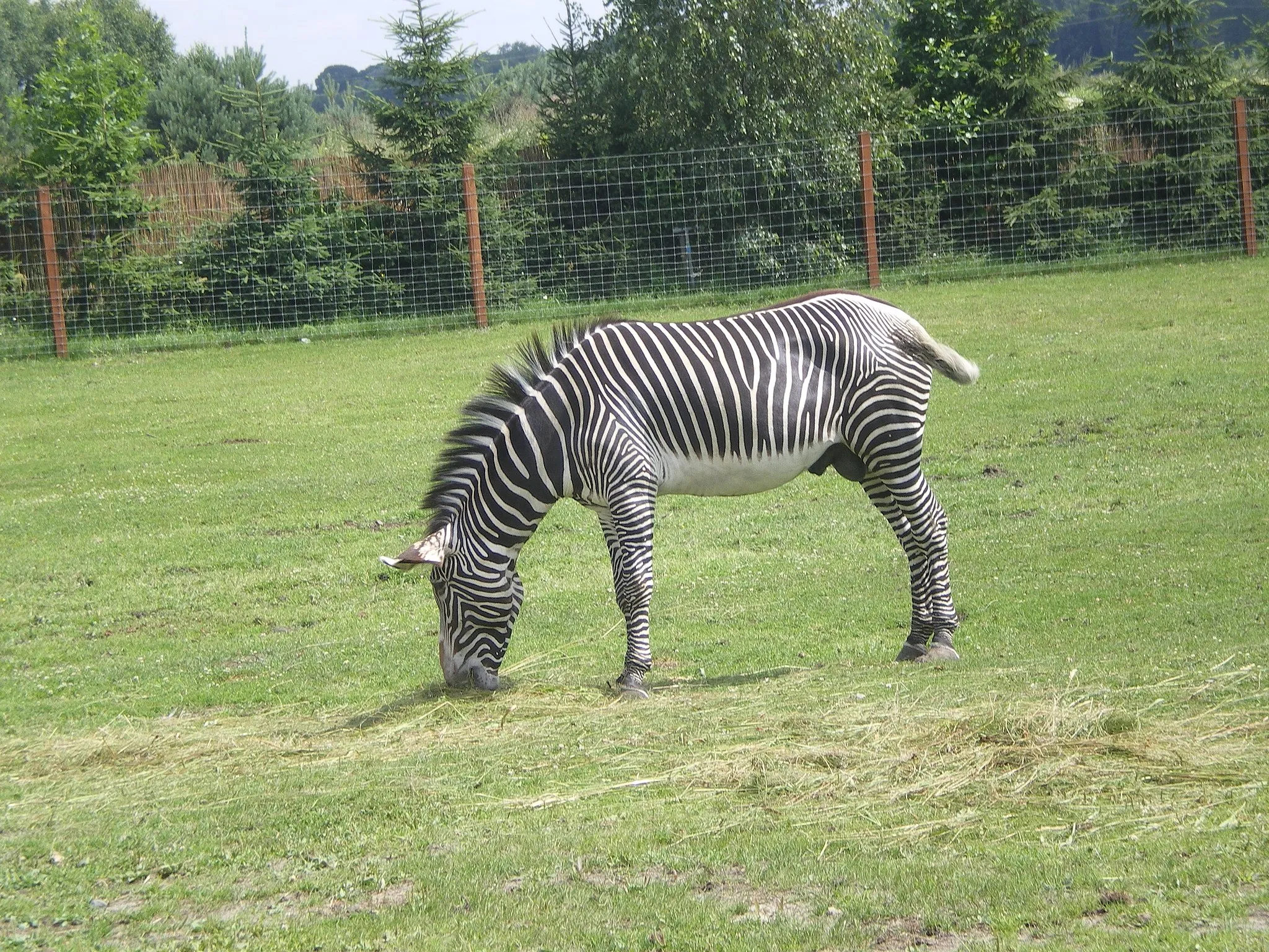 Photo showing: Zebra w zoo w Borysewie