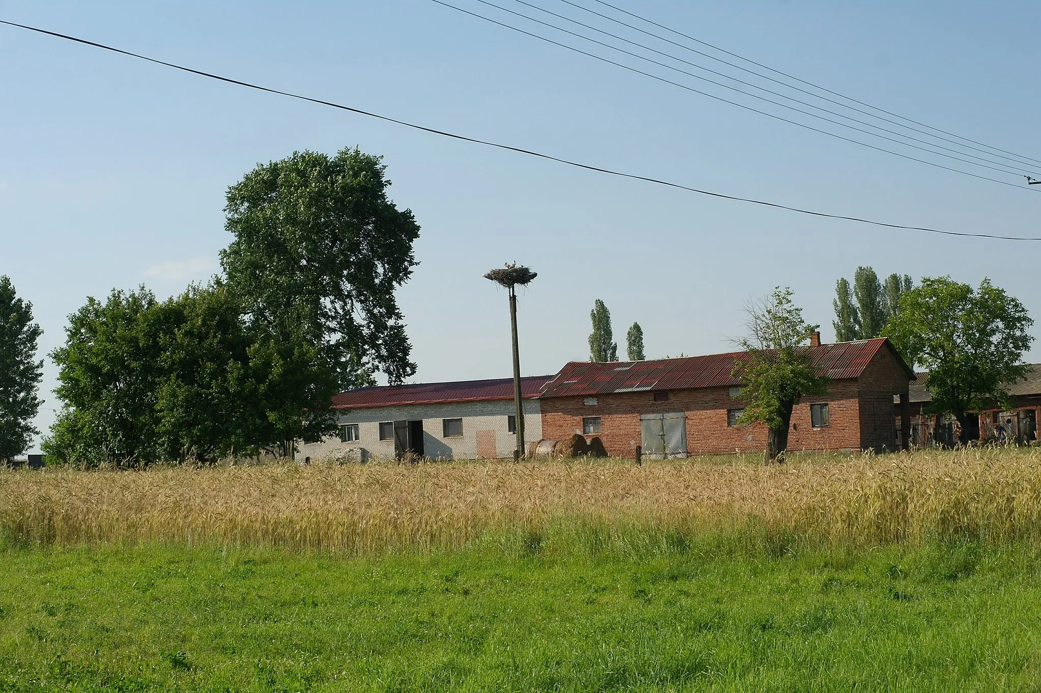 Photo showing: Gniazdo bociana białego w miejscowości Prażki