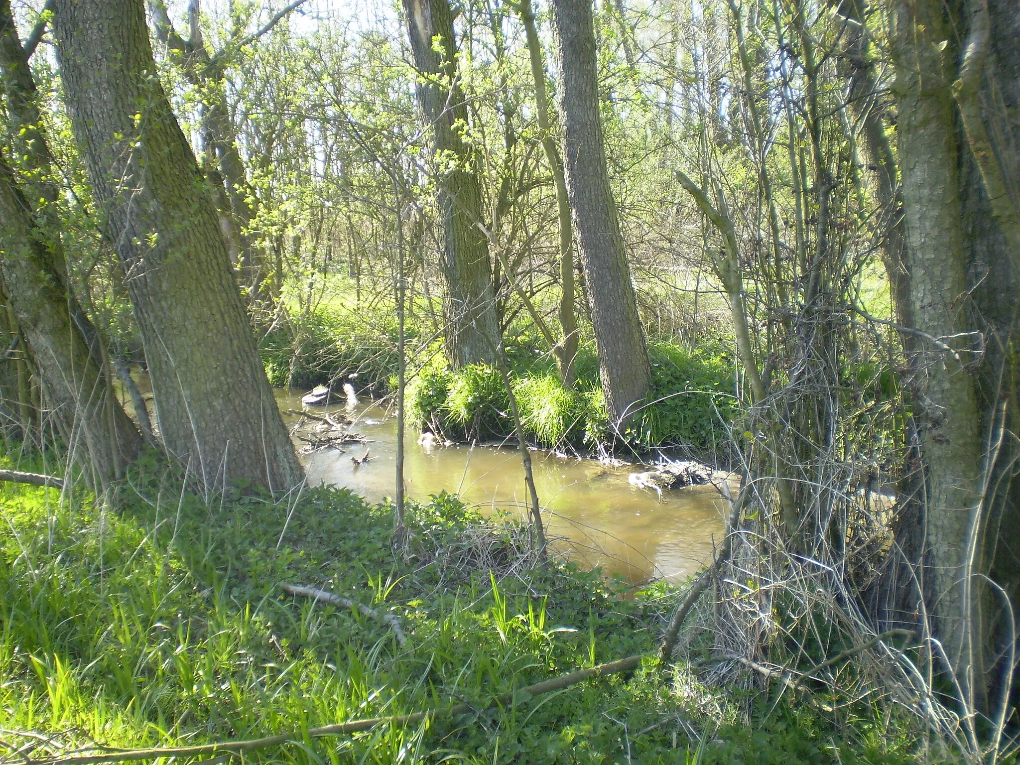 Photo showing: Fragment rzeki Mrożycy na Marianowie Kołackim