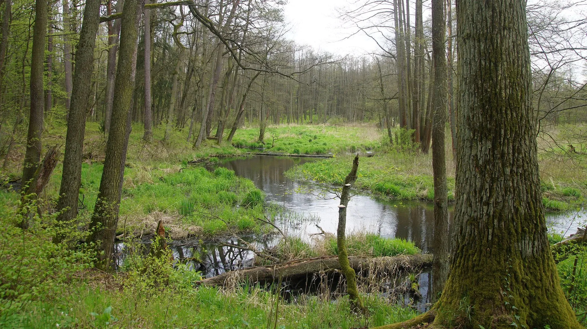 Photo showing: Królewskie źródła