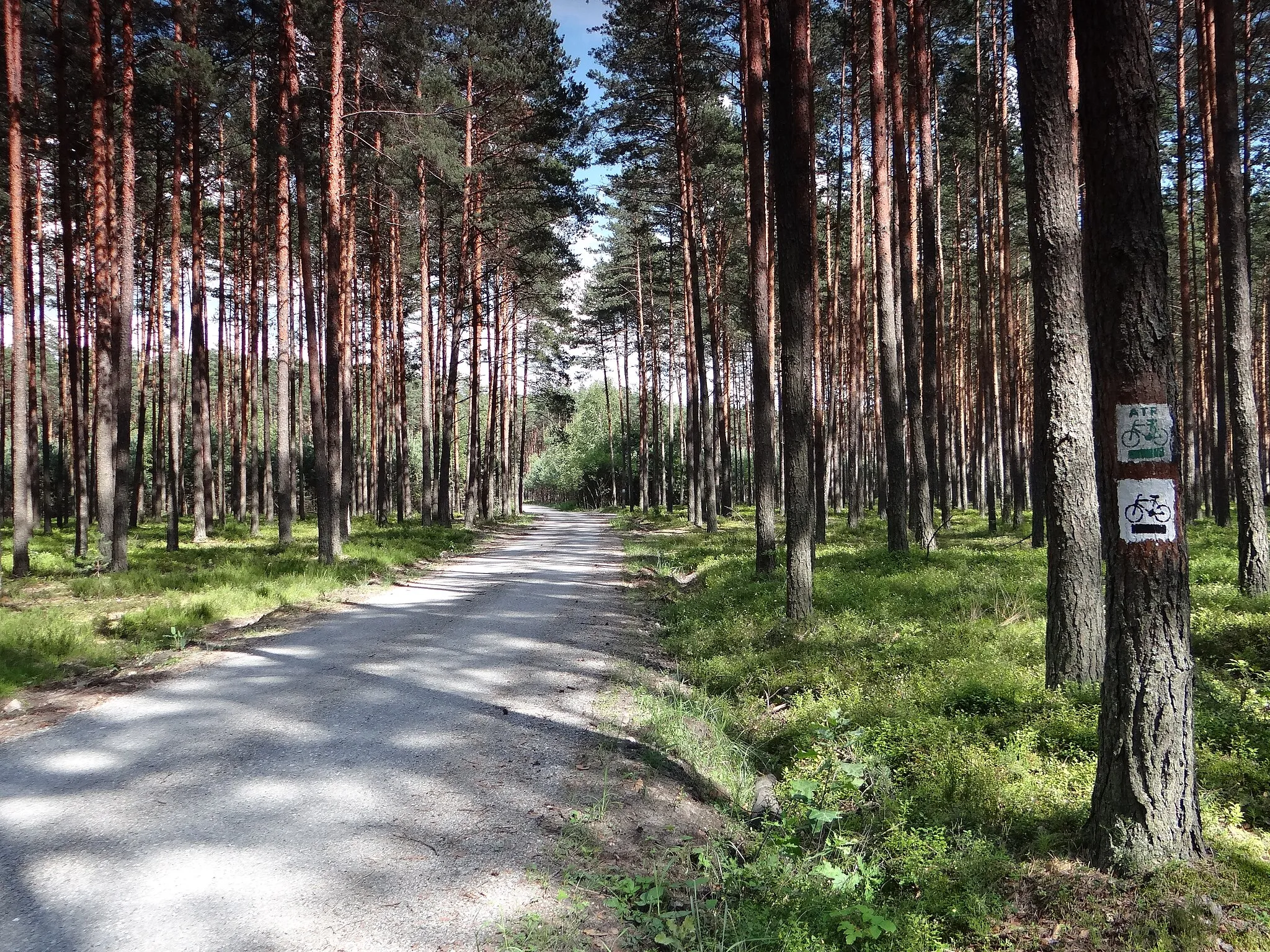Photo showing: Droga przez las, po której biegną trasy Historycznego Szlaku Rowerowego Państwa Jarocin oraz szlak rowerowy ATR.