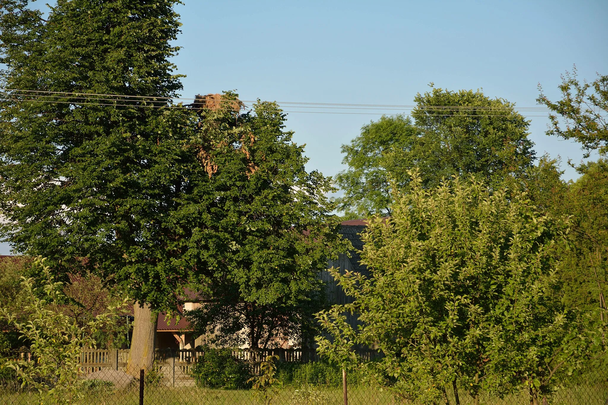 Photo showing: Ruda Solska - gniazdo bociana