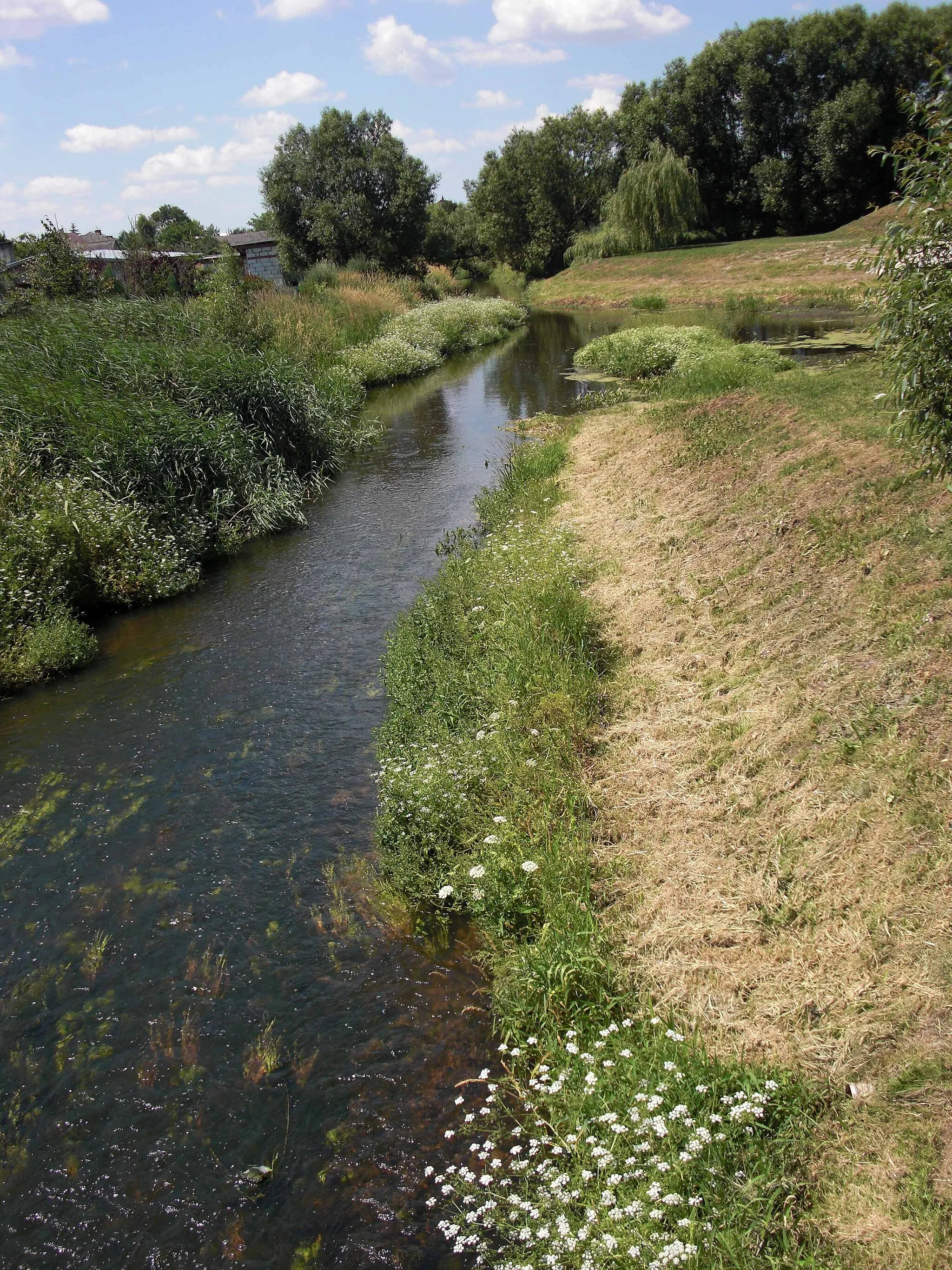 Photo showing: Zielawa river.