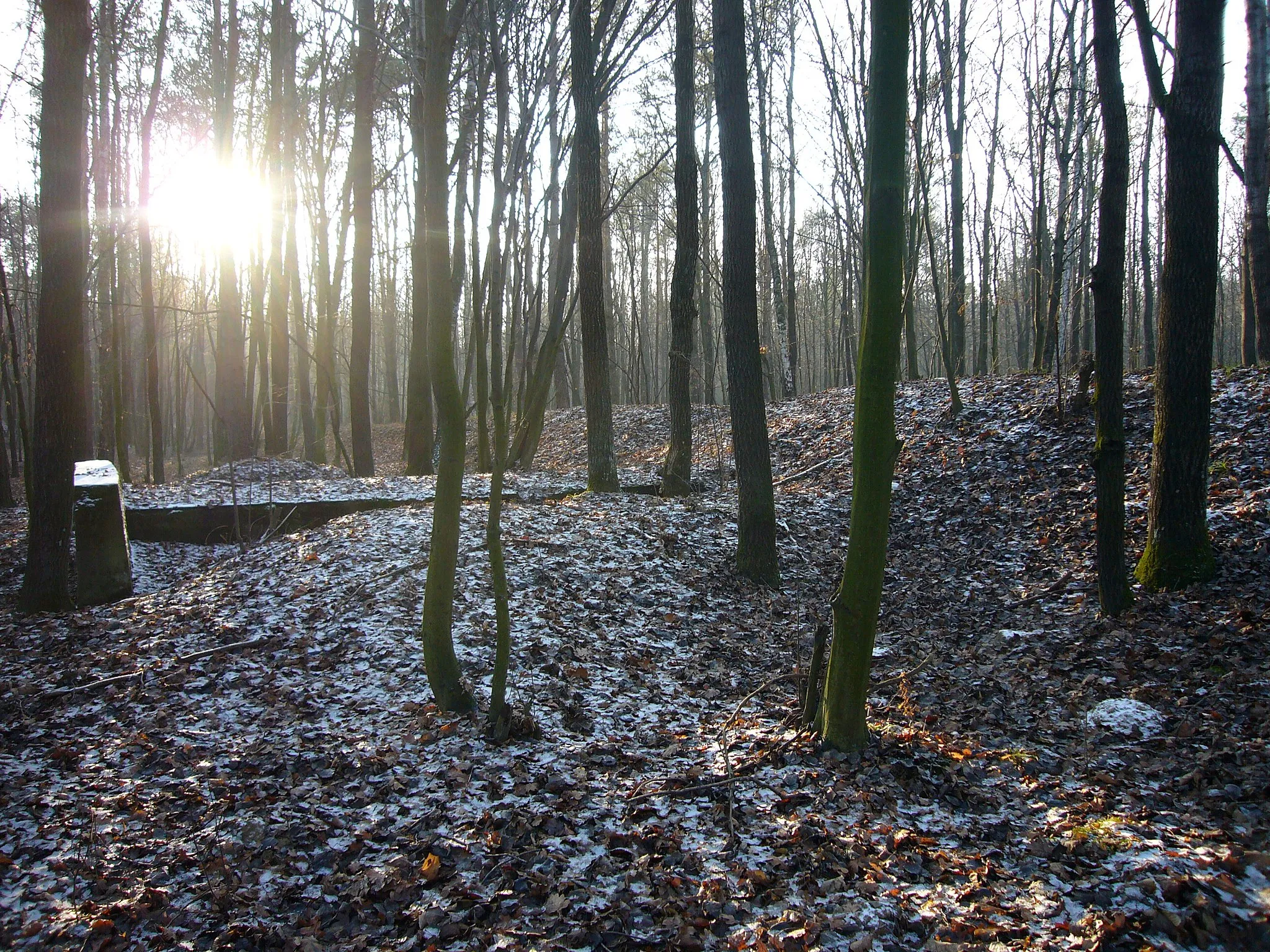 Photo showing: zdjecie wykonane grudzień 2006 w lesie "za torami" w Niedrzwicy Dużej.