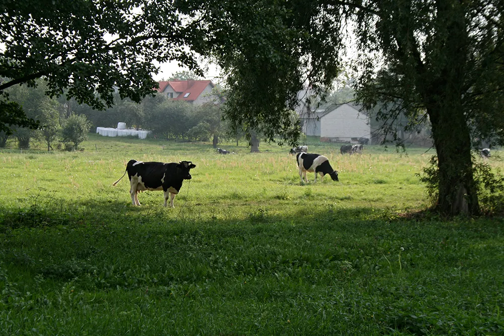 Photo showing: Na pastwisku pasą się krowy w okolicy Zabłocia