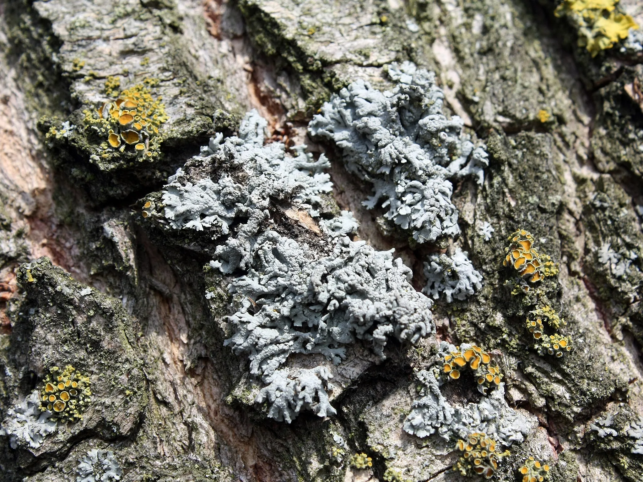 Photo showing: Hypogymnia physodes growing on elm.