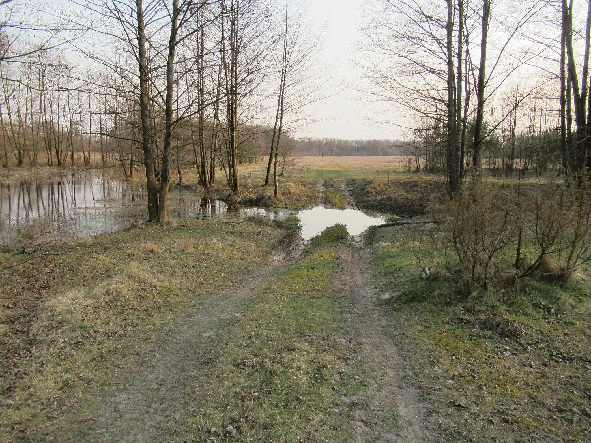 Photo showing: Bród na starorzeczu niedaleko wsi Borsuki w pow. łosickim.