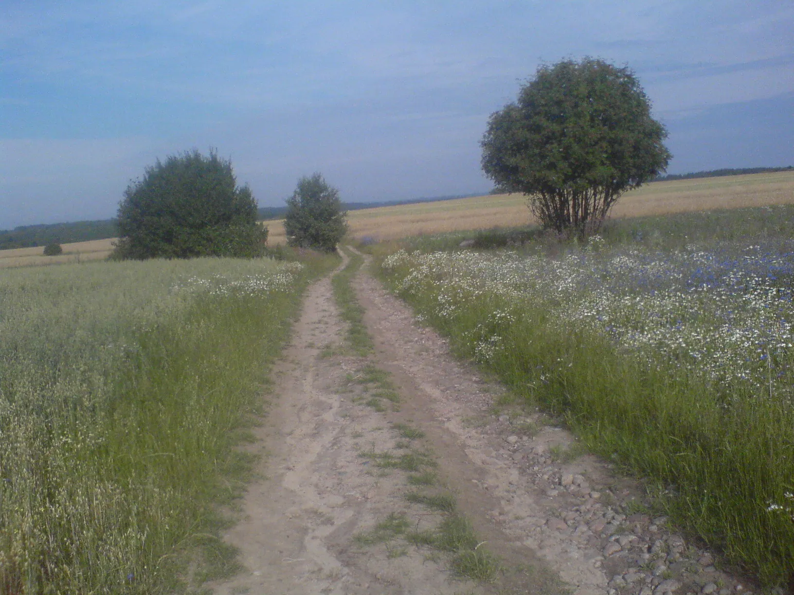 Photo showing: Głowna polna droga w Hołowczycach Starych