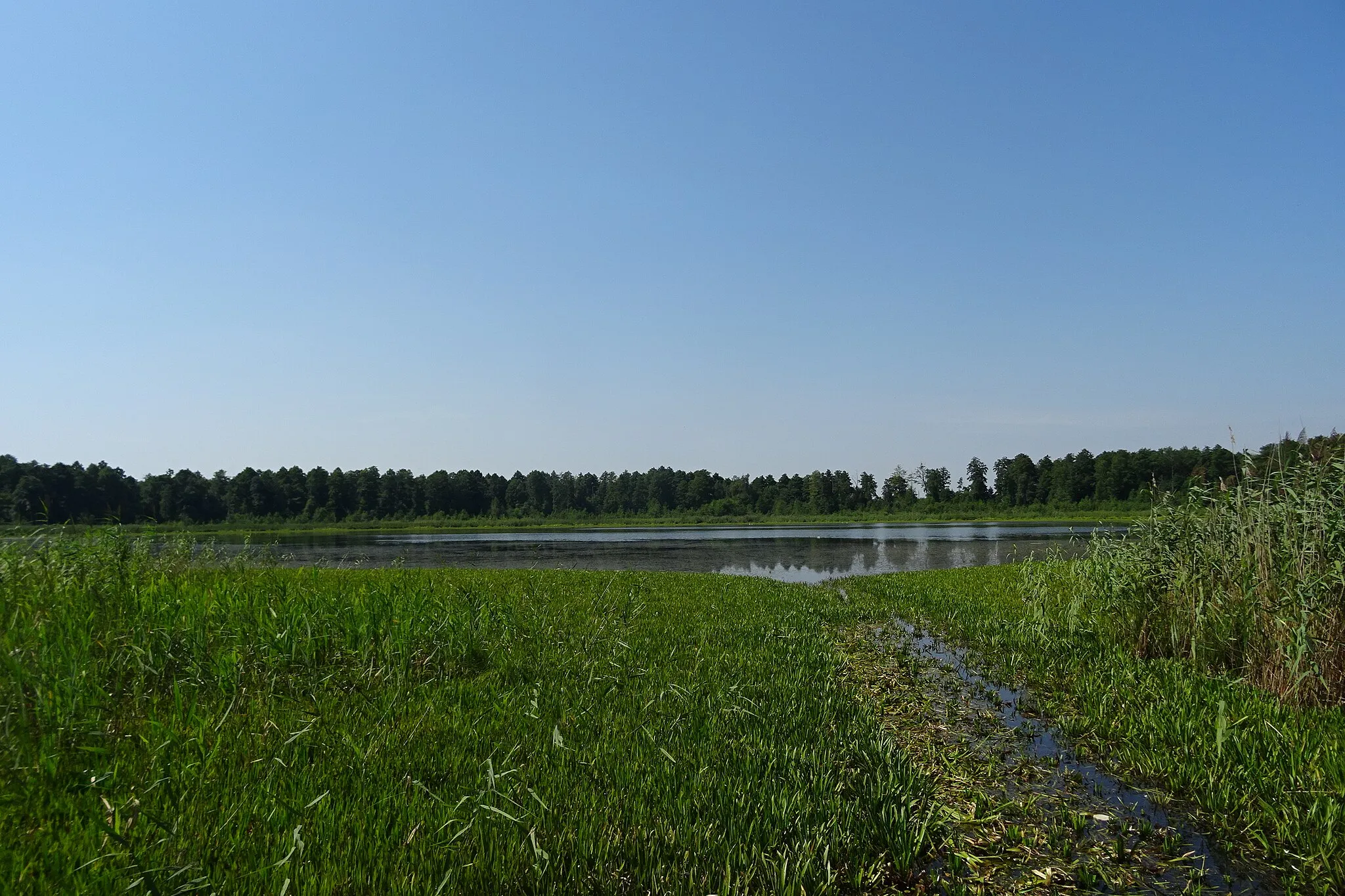 Photo showing: Jezioro Płotycze (Wiązowiec), kolonia Wiązowiec, wieś Michałów, gmina Urszulin, województwo lubelskie, Polska
