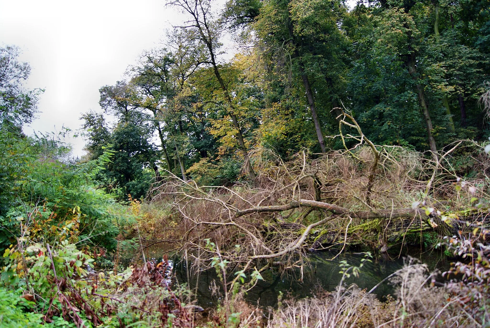 Photo showing: zespół dworski Kozice Górne park