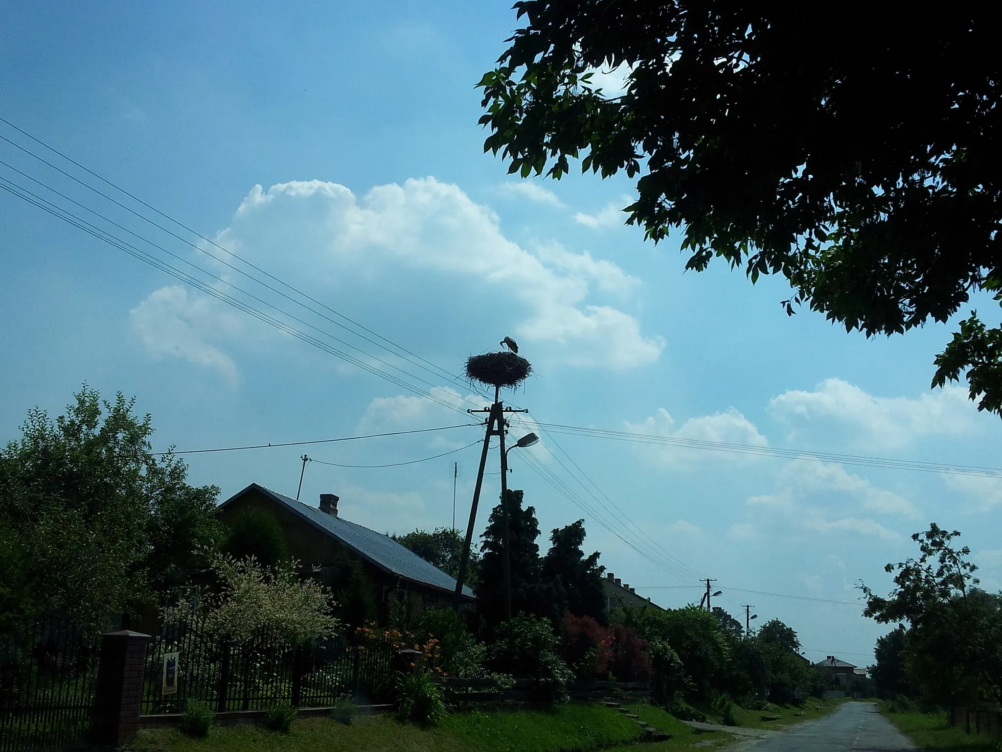 Photo showing: Stork nest #3, Stary Bazanów, Poland