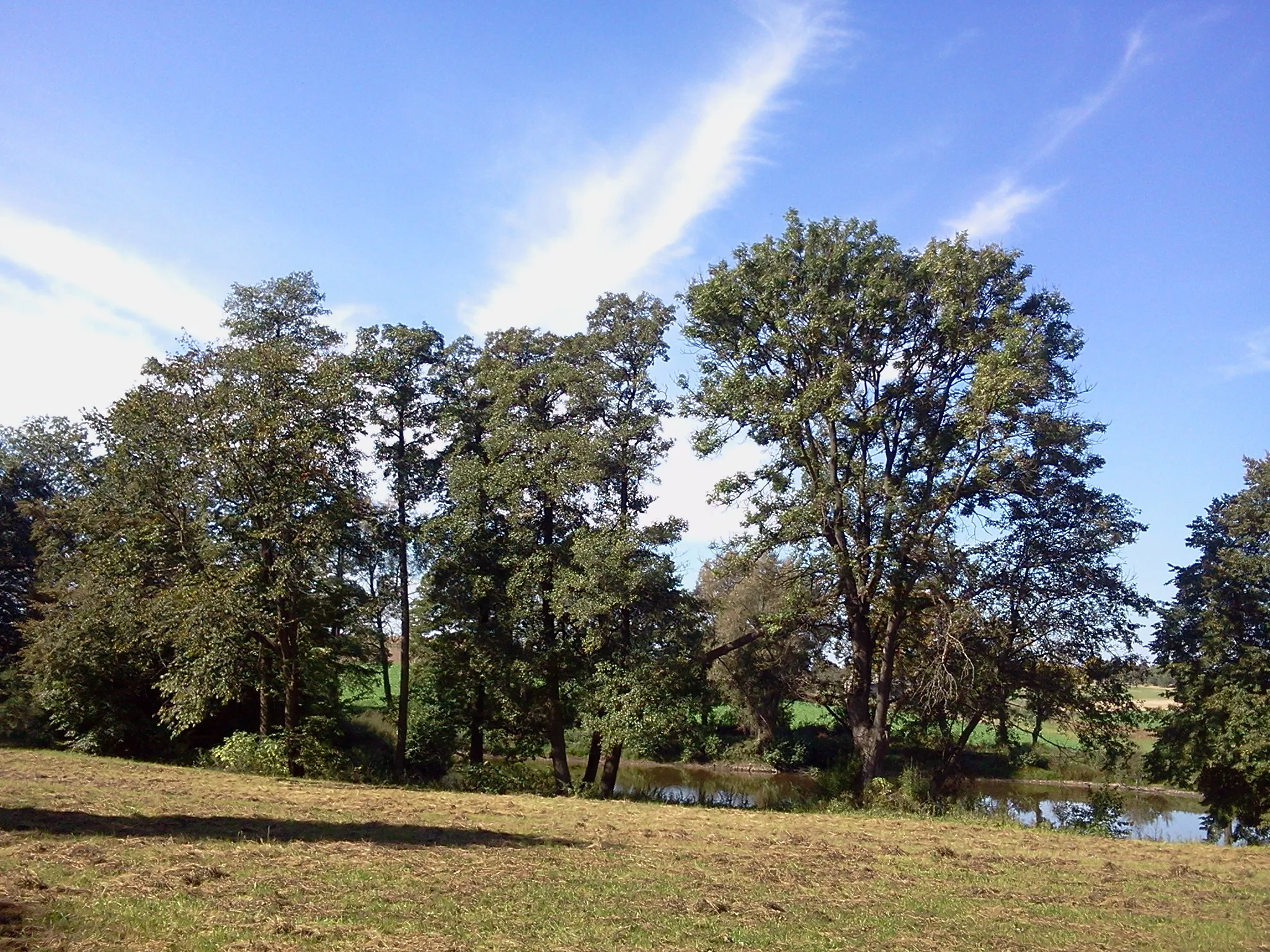 Photo showing: Świdniki - park dworski, pocz. XX w.