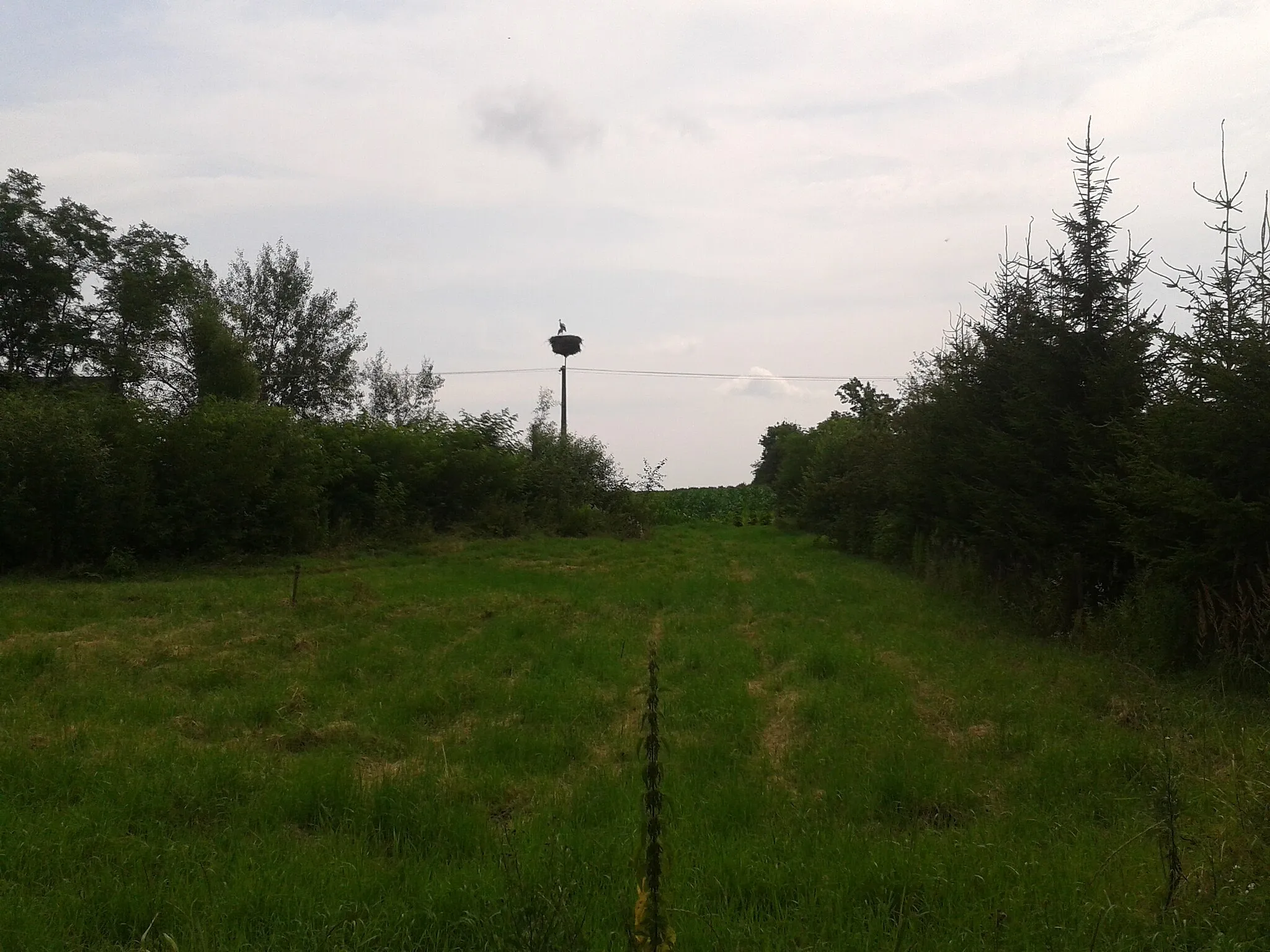 Photo showing: Bocianie gniazdo w miejscowości Futory 192