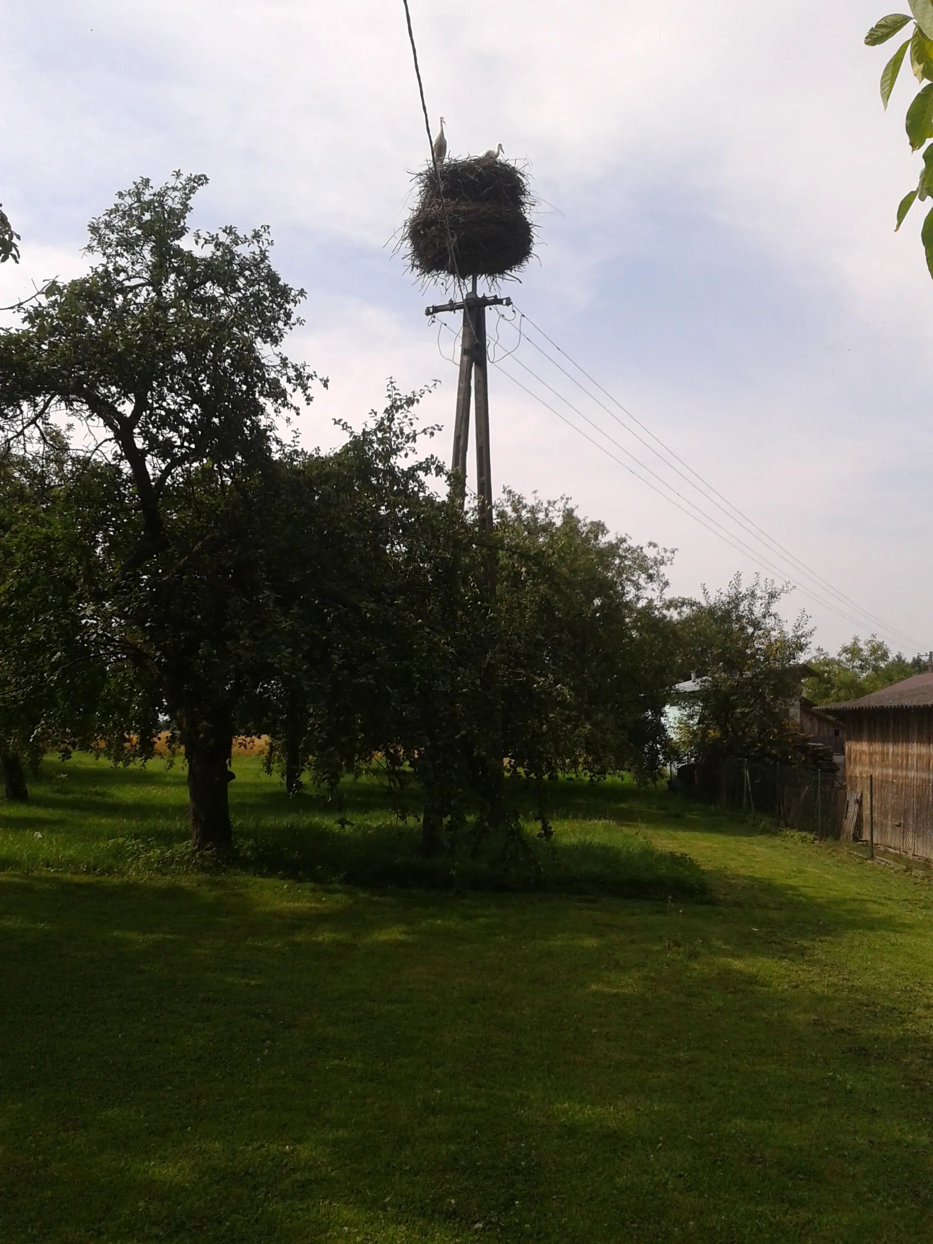 Photo showing: Bocianie gniazdo w miejscowości Futory 146