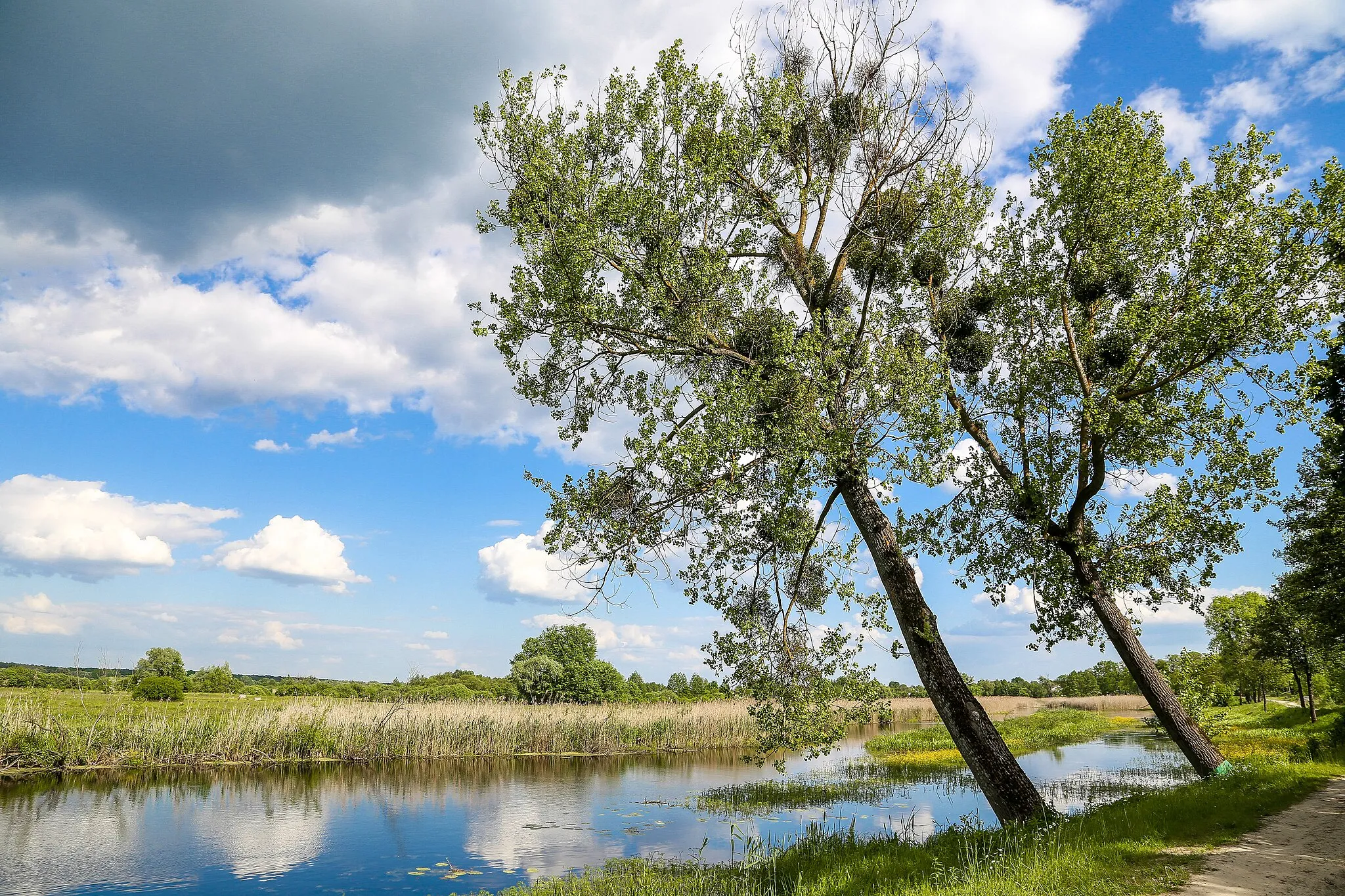 Photo showing: Starorzecze Bugu w okolicach Dorohuska