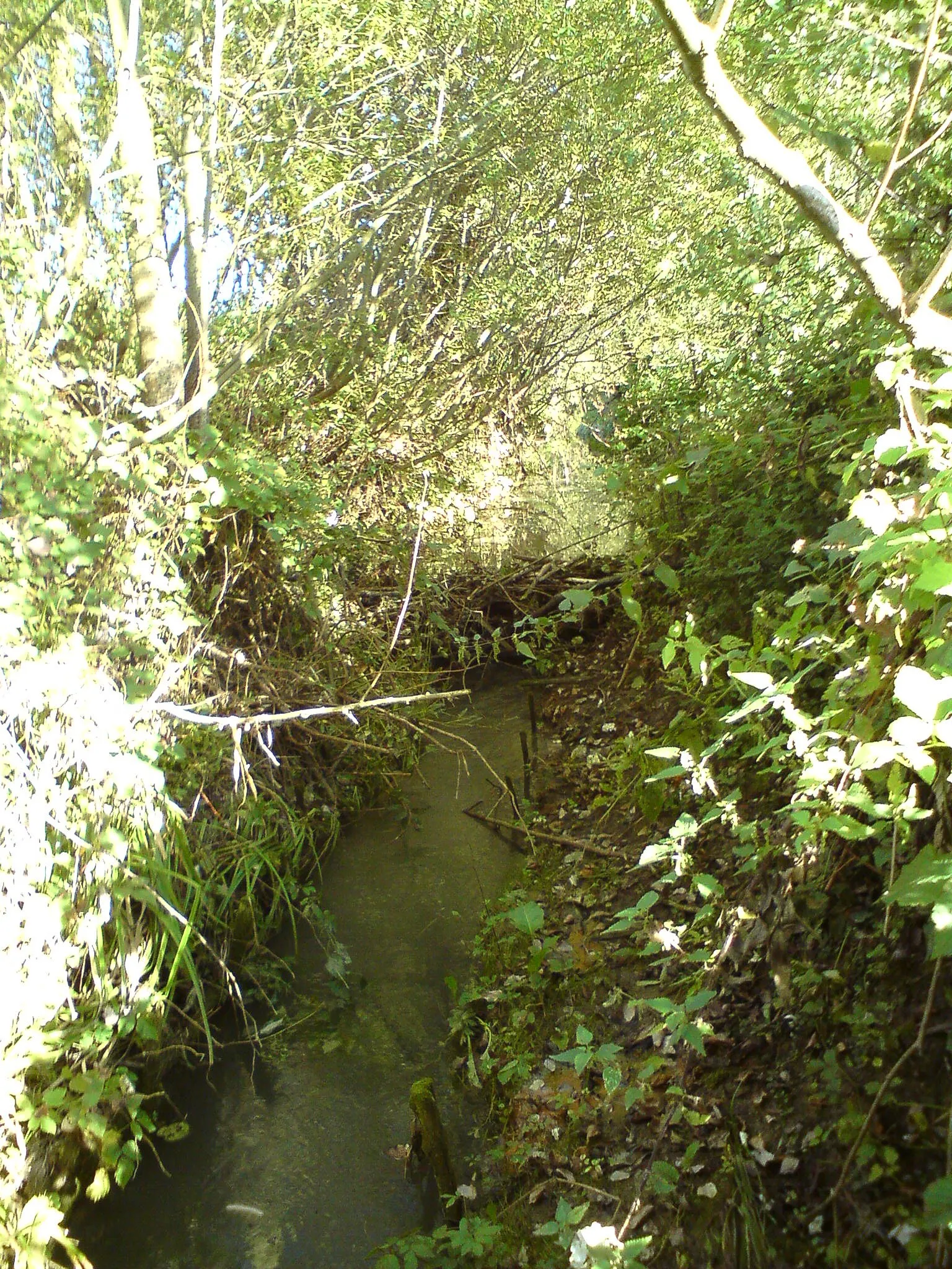 Photo showing: Beaver's dam in village Kukawka, Poland