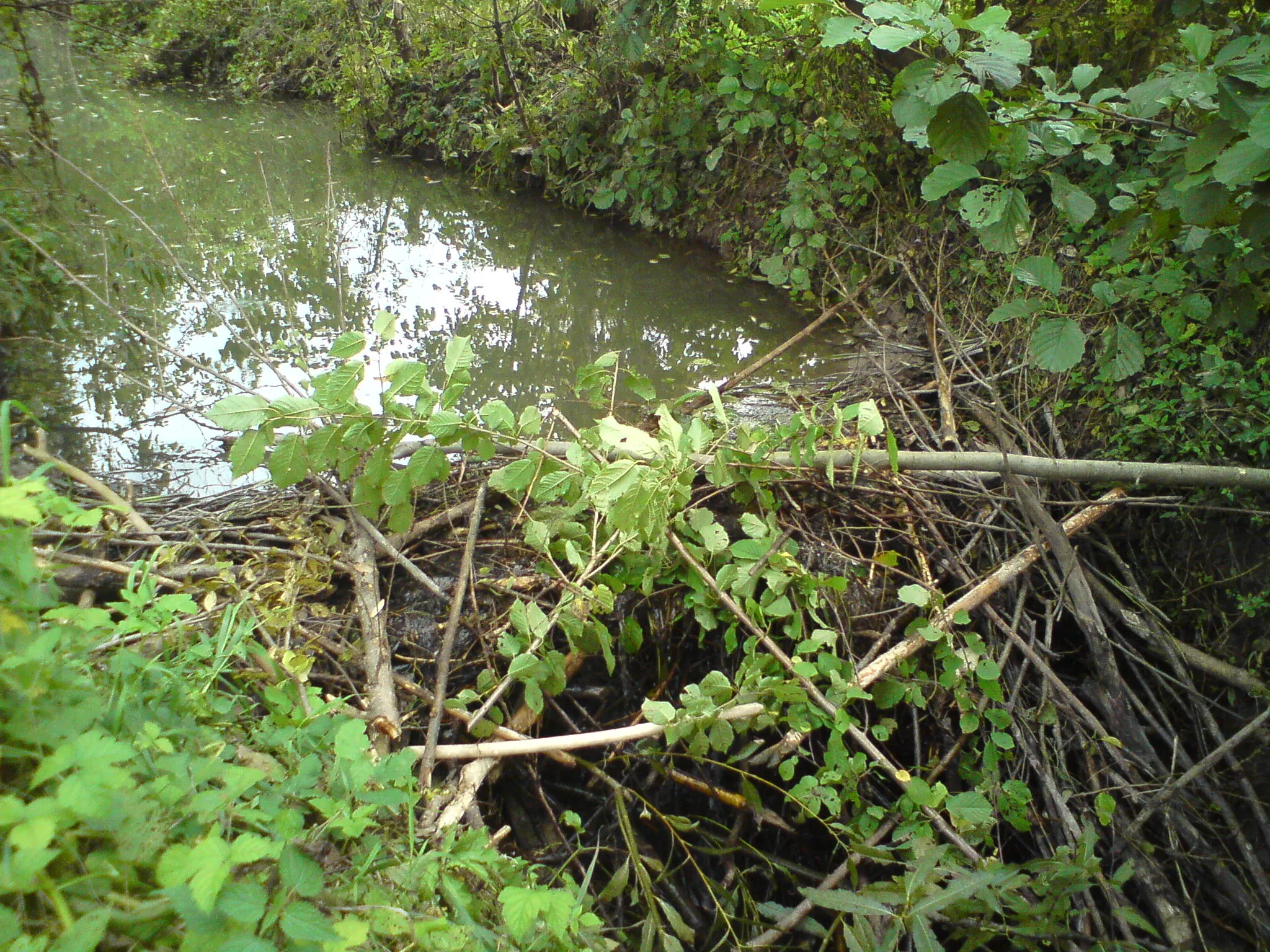 Photo showing: Beaver lodge in Kukawka, Poland