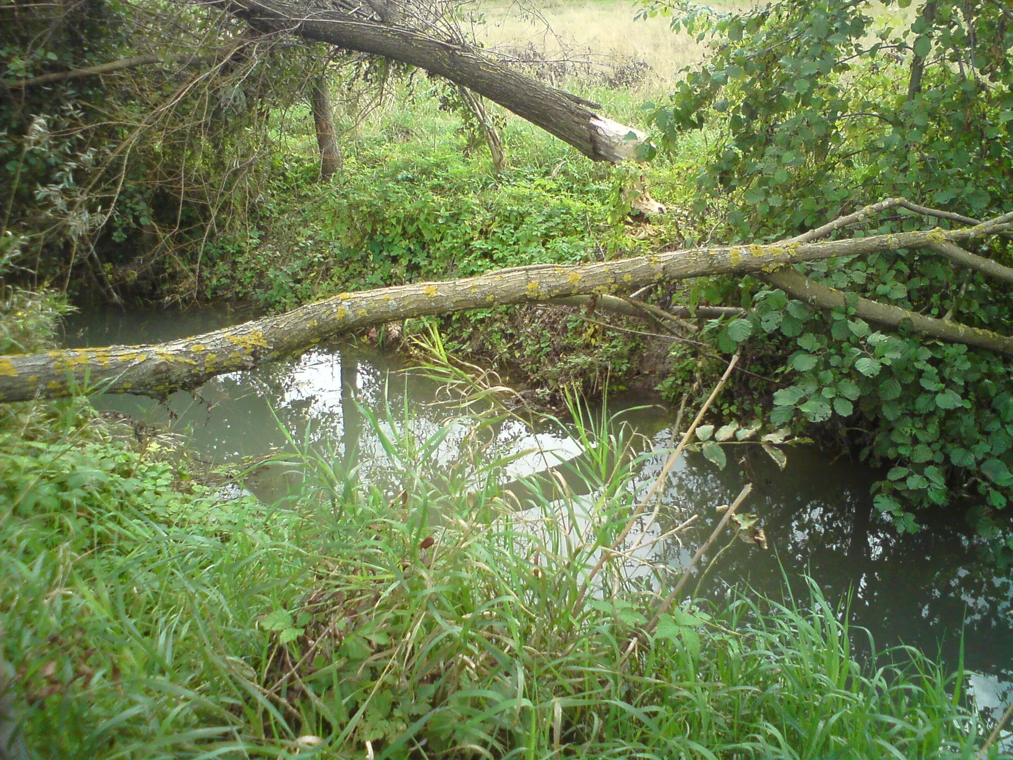 Photo showing: Willows cutted-down by beavers in village Kukawka, Poland