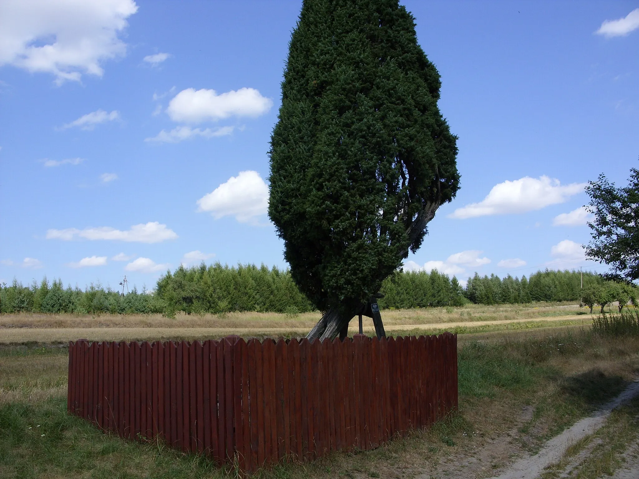 Photo showing: Bełżec. Jałowiec pospolity (Juniperus communis) o obwodzie 92 cm i wysokość 7,5 m. Pomnik przyrody. Liczący około 200 lat. W 2008 roku został jednym z laureatów plebiscytu „Siedmiu atrakcji Zamojszczyzny”.