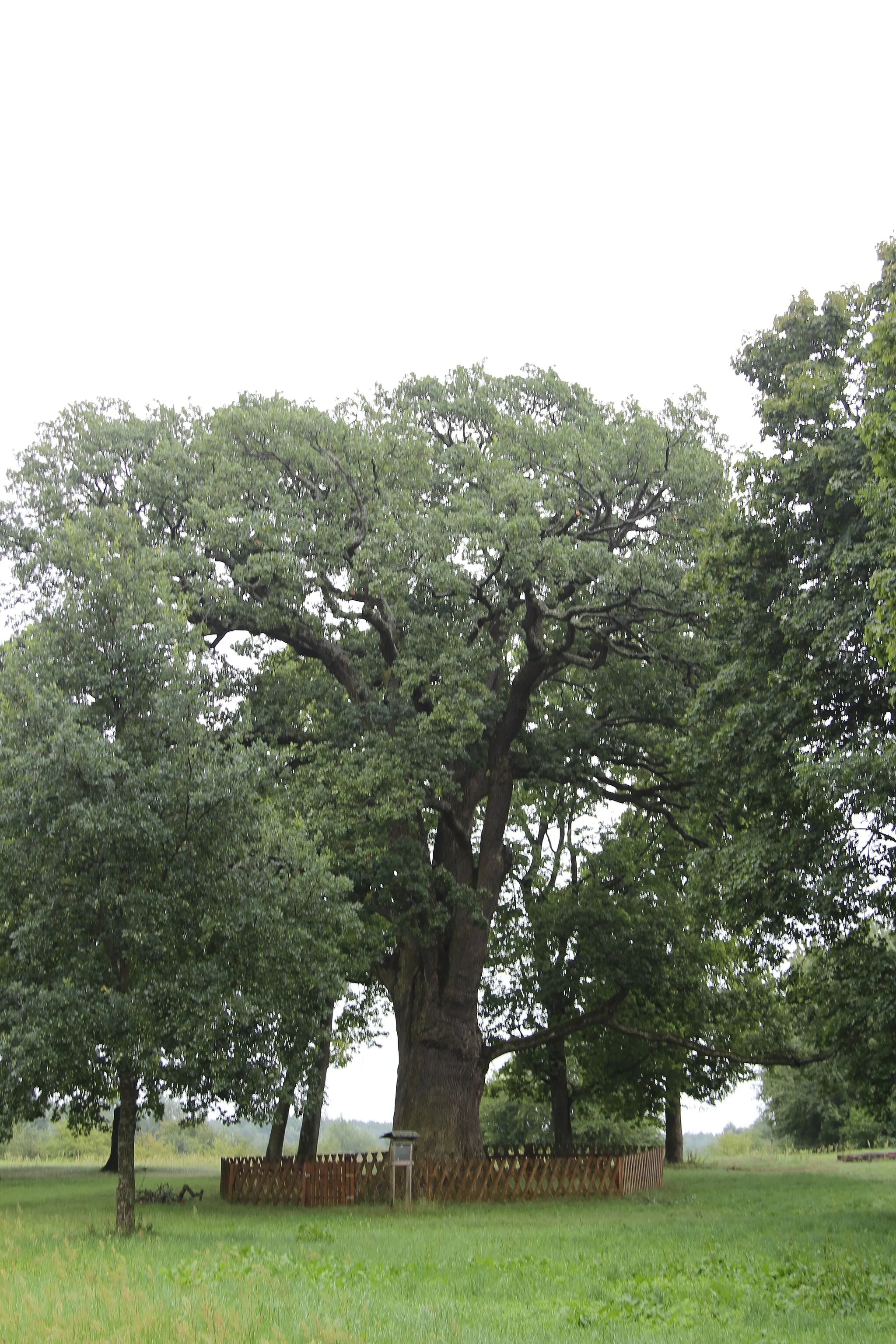 Photo showing: Bolko oak