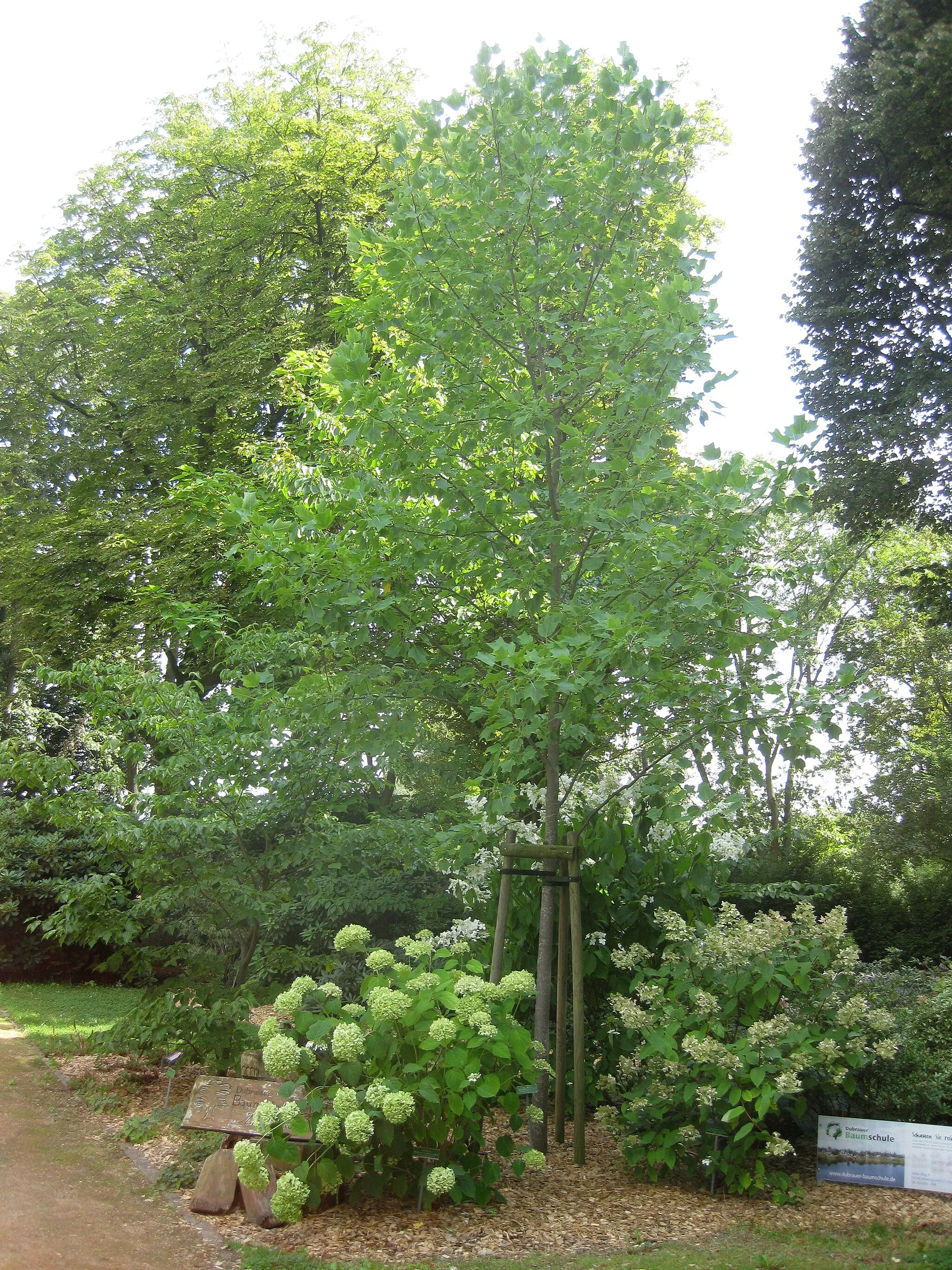 Photo showing: Rosengarten Forst, Jubiläumsgarten, Tulpenbaum (Liriodendron tulipifera) und von der Baumschule Dubrau gestaltete Fläche, Sommer;
links Wald-Hortensie (Hydrangea arborescens) und kleine Bären-Skulptur, rechts:Rispen-Hortensie (Hydrangea paniculata) und Schild der Baumschule Dubrau