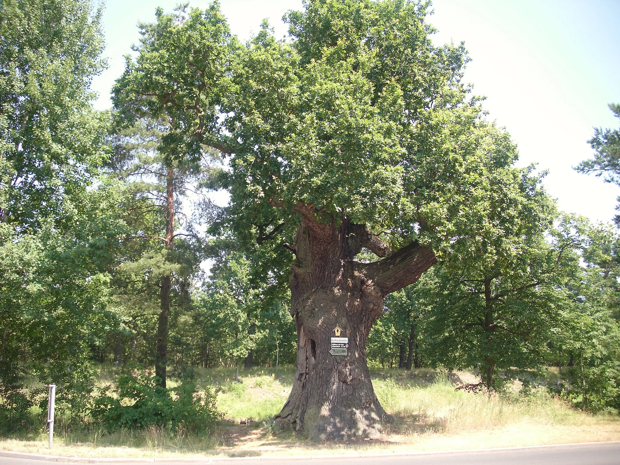 Photo showing: Naturdenkmal „Kurfürsteneiche“ in Müllrose-Biegenbrück, Landkreis Oder-Spree, Brandenburg