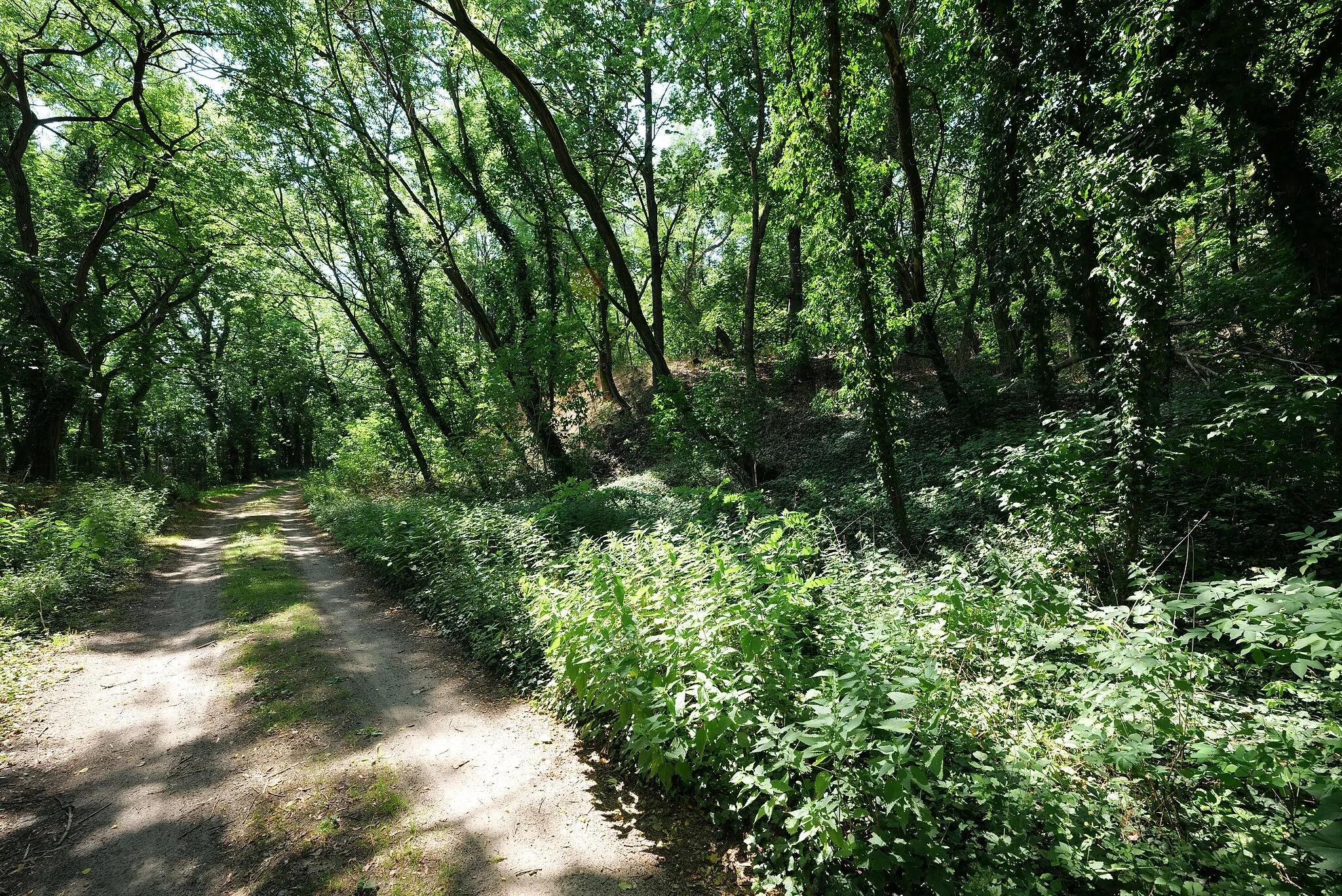 Photo showing: Waldgebiet in Reitwein.