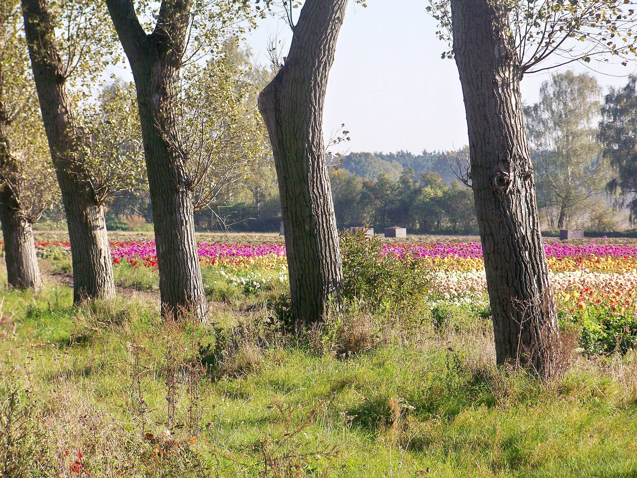 Photo showing: pole z uprawą dalii