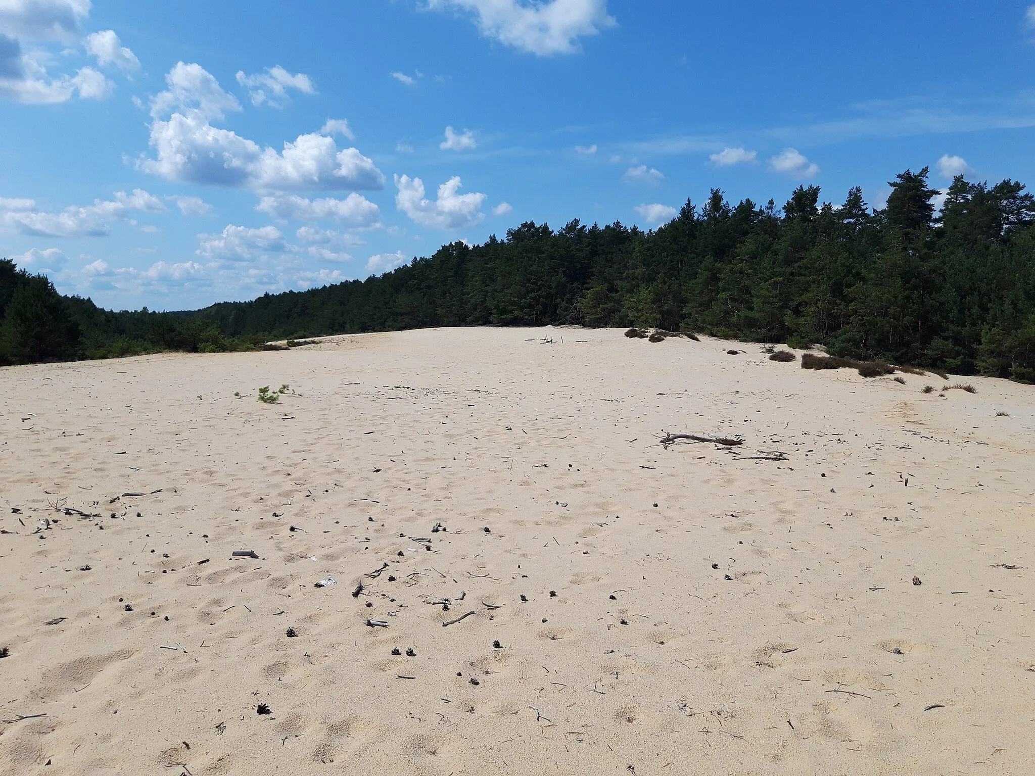 Photo showing: Ruchome wydmy śródlądowe w Wilkocinie.