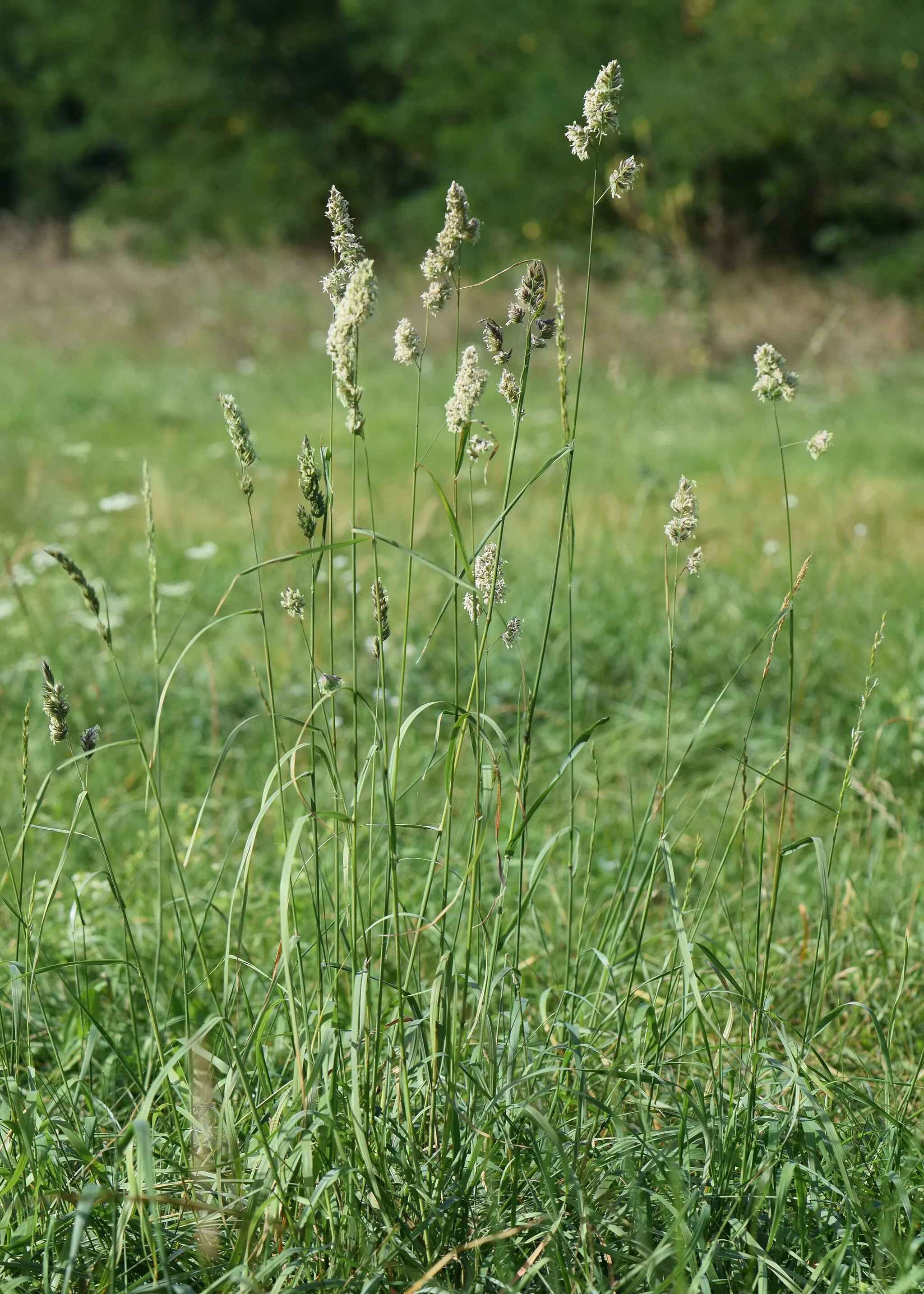 Photo showing: Dactylis glomerata in Owczary, W Poland