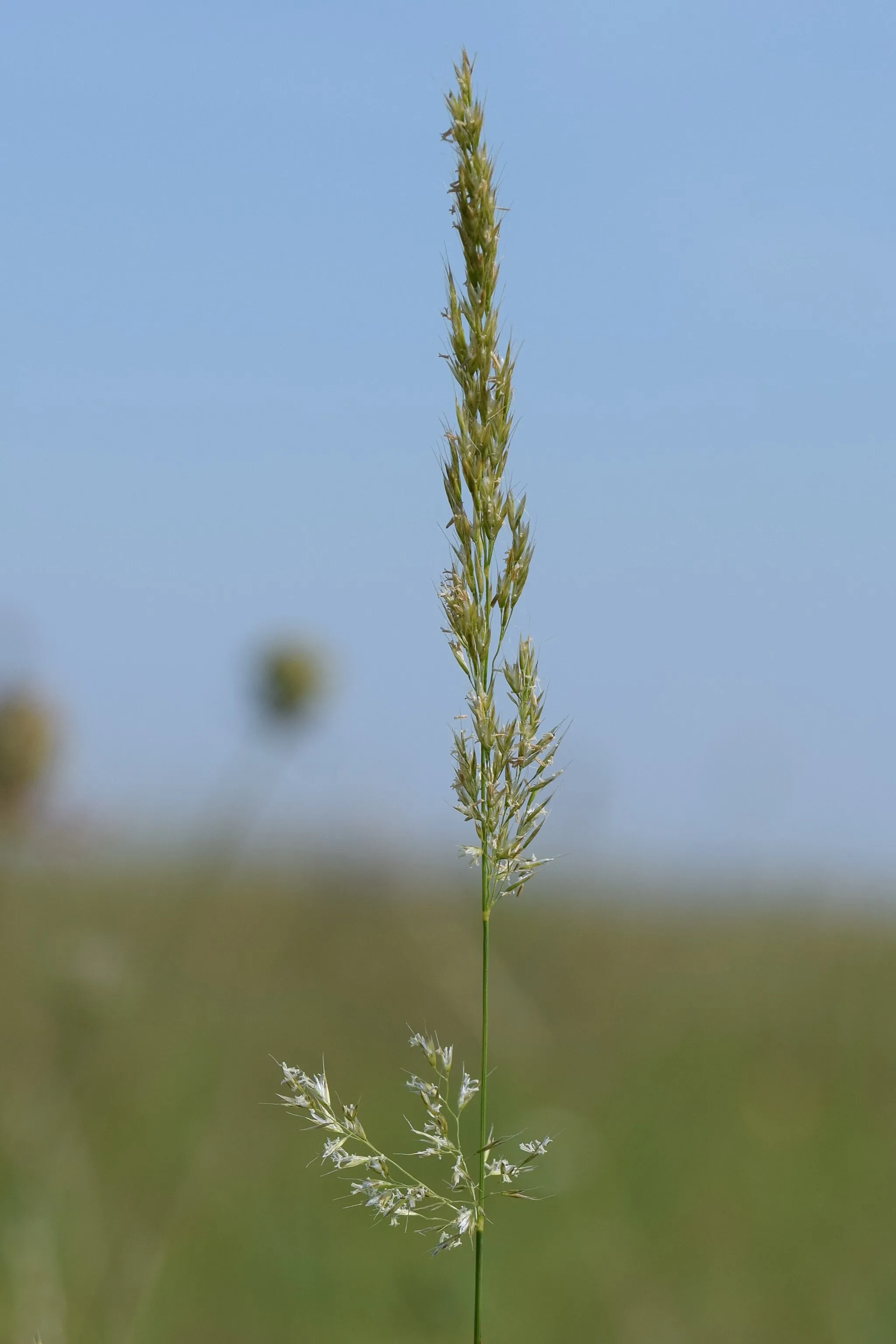 Photo showing: Trisetum flavescens in Owczary, W Poland