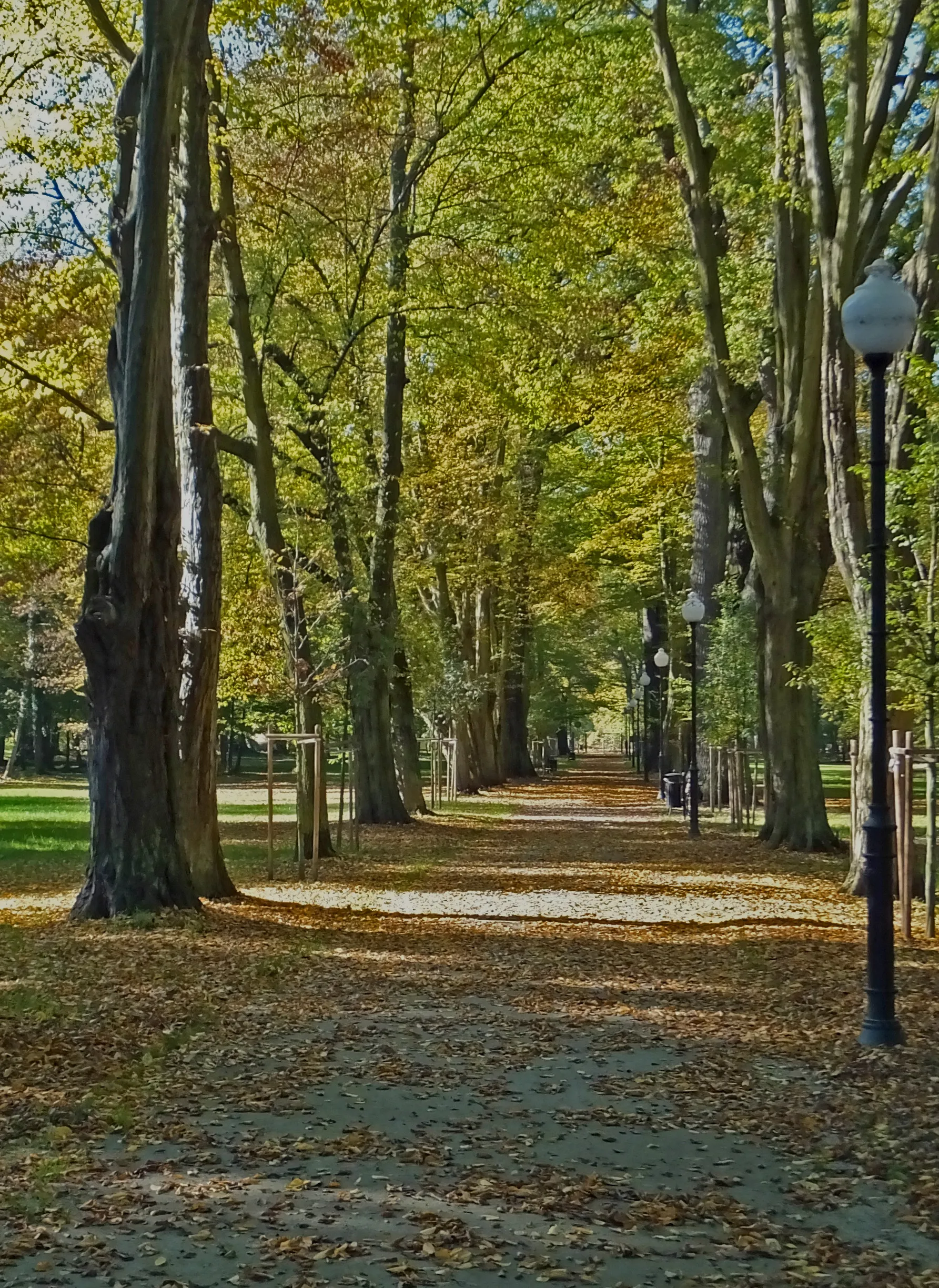 Photo showing: Iłowa, Park angielski, inna aleja