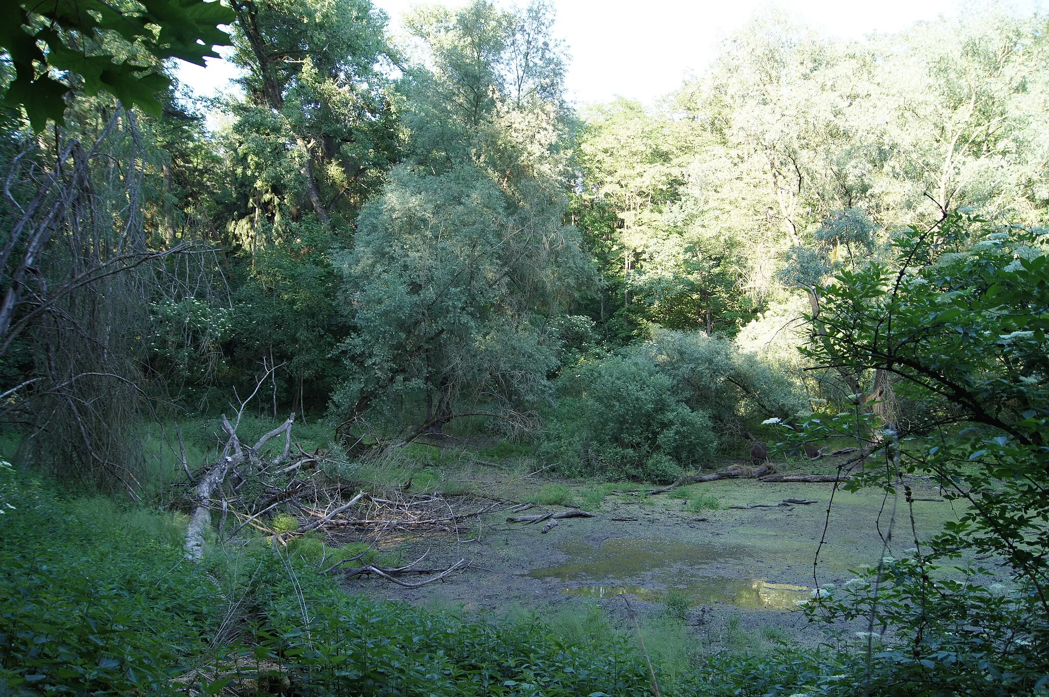 Photo showing: See südlich der Schafhölle der Biegener Hellen in Hohenwalde (Frankfurt (Oder)