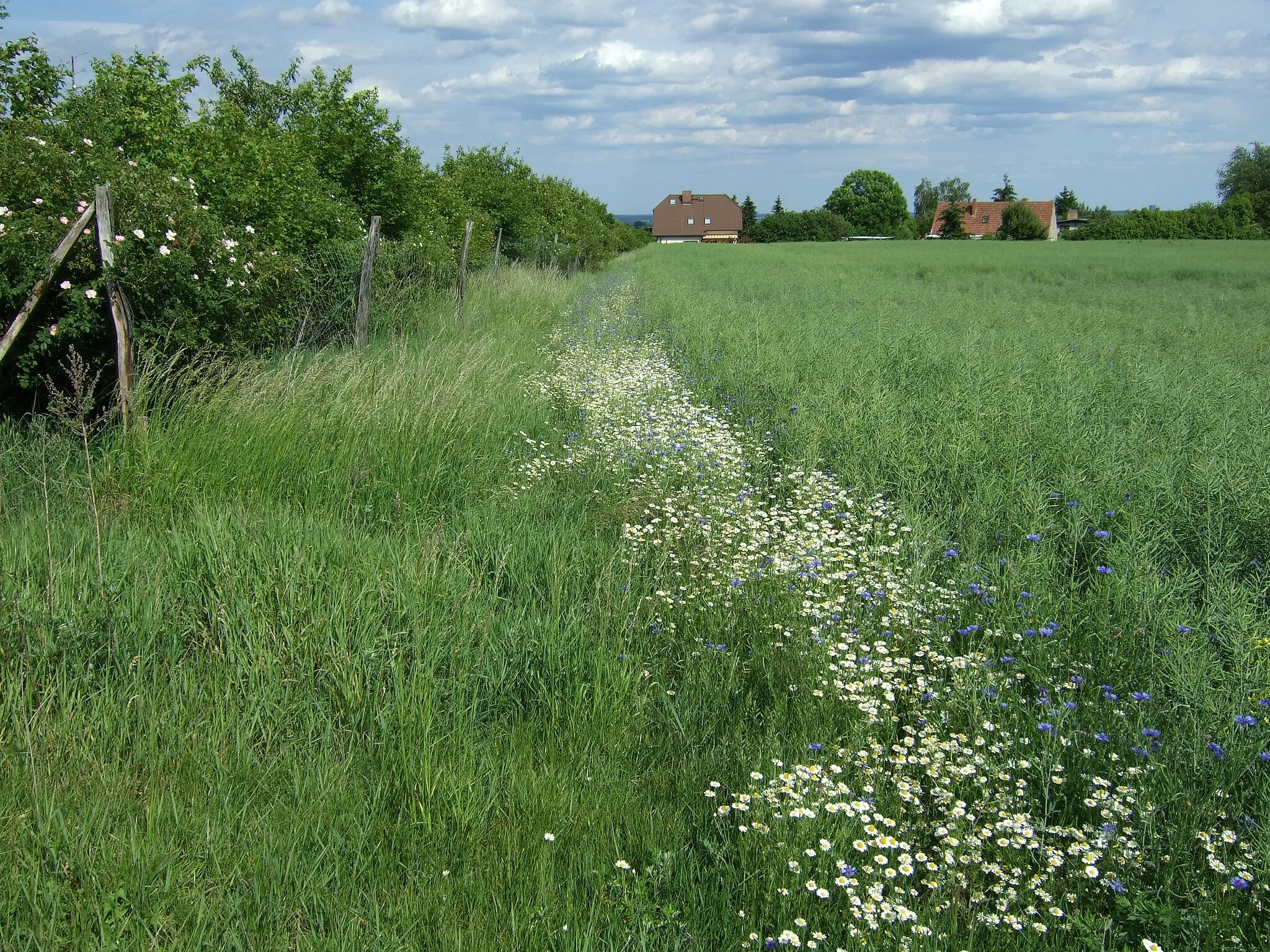 Photo showing: Blooming strip with chamomiles and corn flowers as field margin near Booßen, Frankfurt (Oder), Germany.