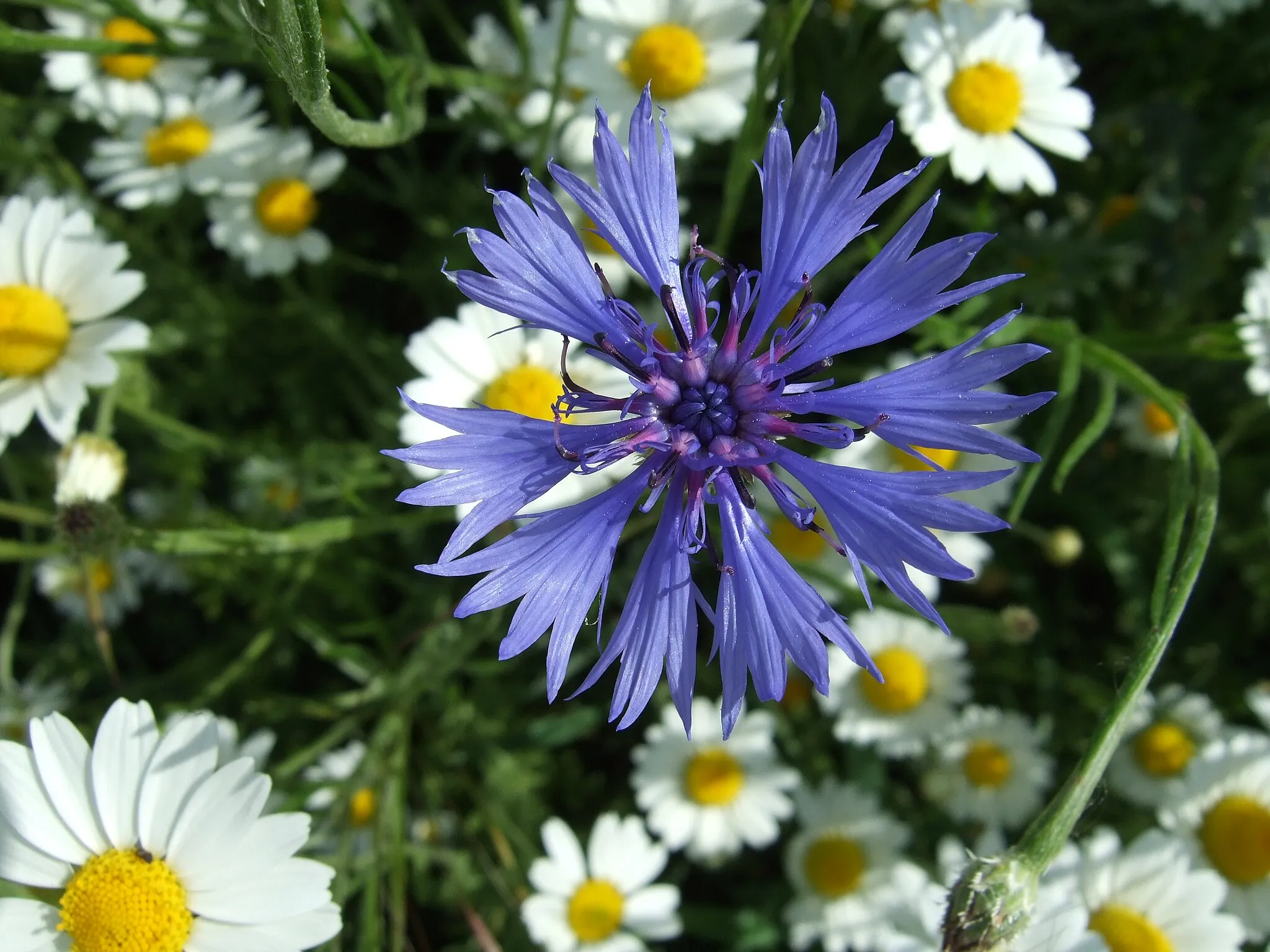 Photo showing: Corn flower (Centaurea cyanus) with background of probably Tripleurospermum maritimum
on a blooming strip as field margin near Booßen, Frankfurt (Oder), Germany.