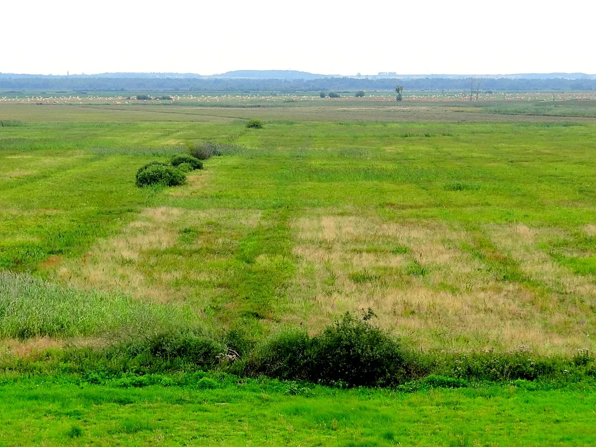 Photo showing: Z wieży widokowej w Czarnowie.