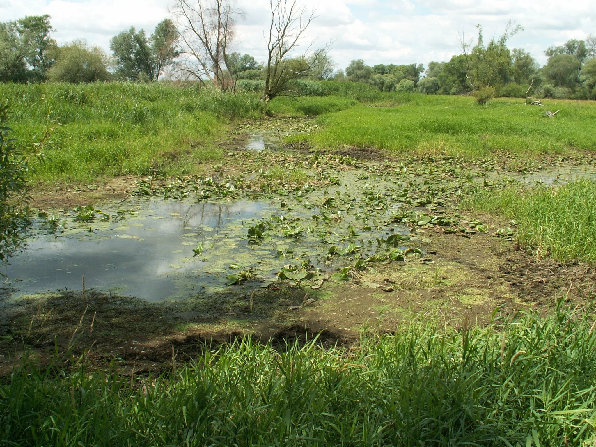 Photo showing: Oxbow in Odra valley west from Kaleńsko, NW Poland