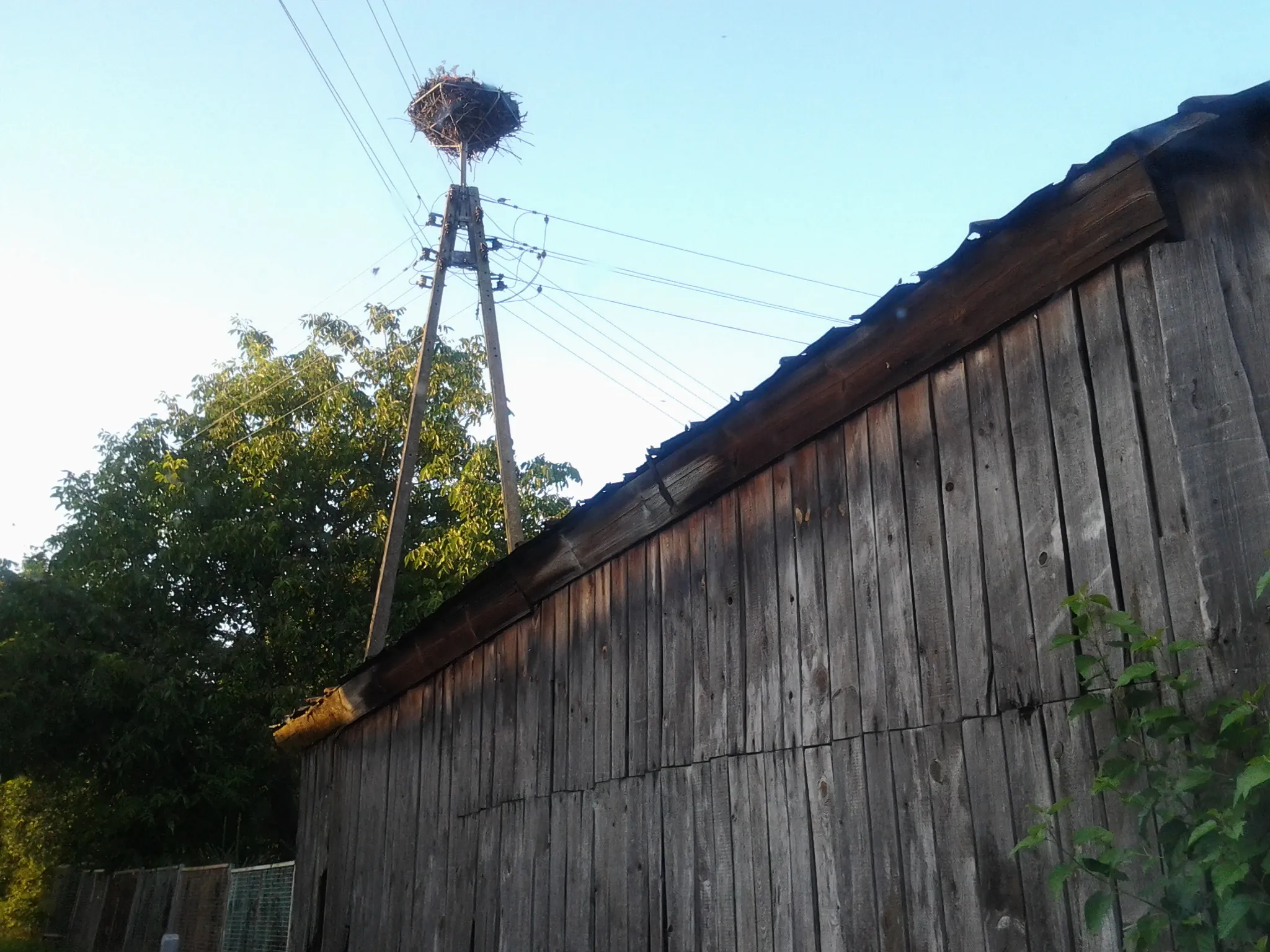 Photo showing: Bocianie gniazdo w Ostrowcu