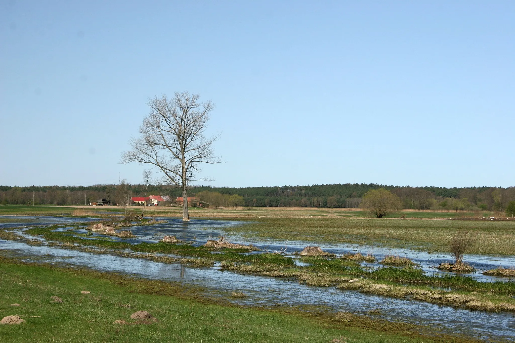 Photo showing: Podmokłe łaki