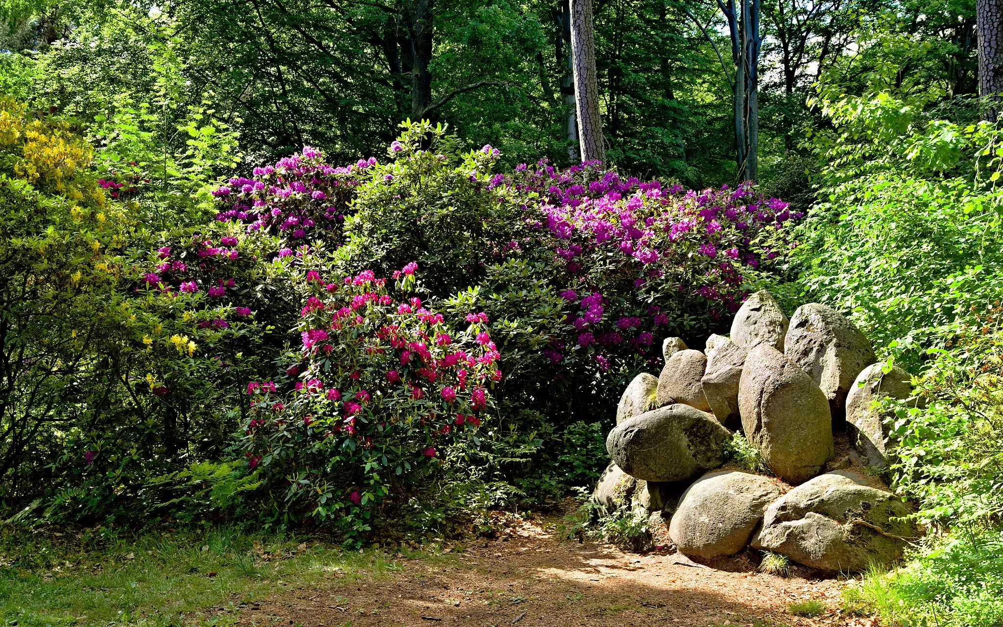Photo showing: Azaleen- und Rhododendronpark Kromlau - Sachsen
