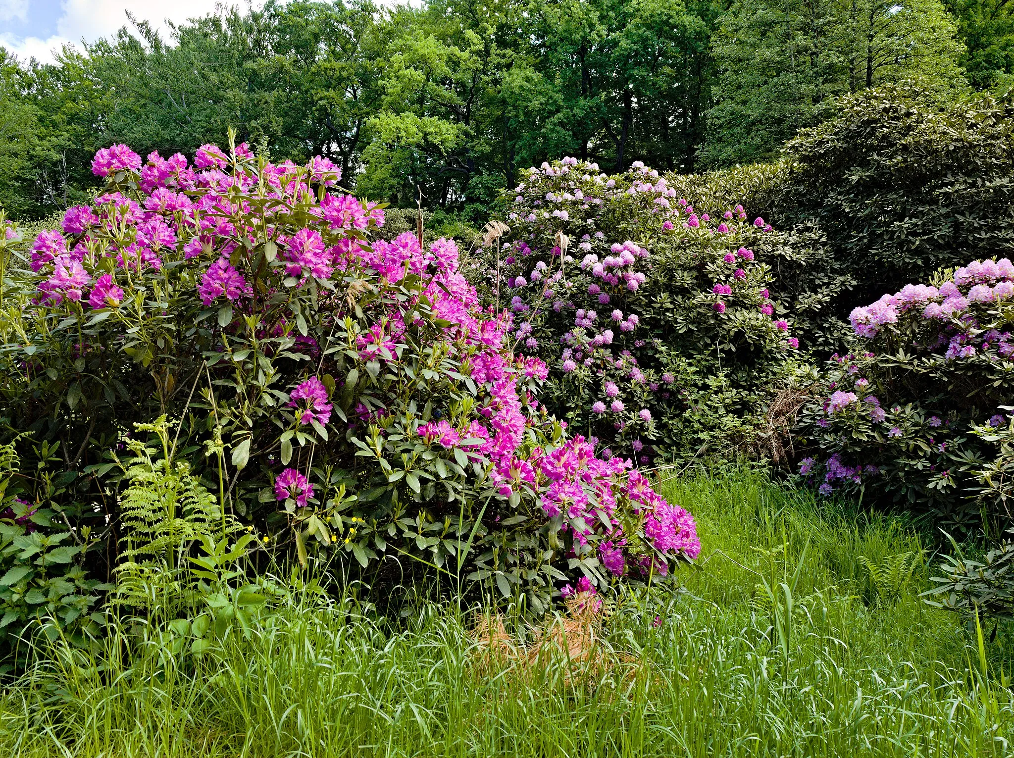 Photo showing: Azaleen- und Rhododendronpark Kromlau - Sachsen