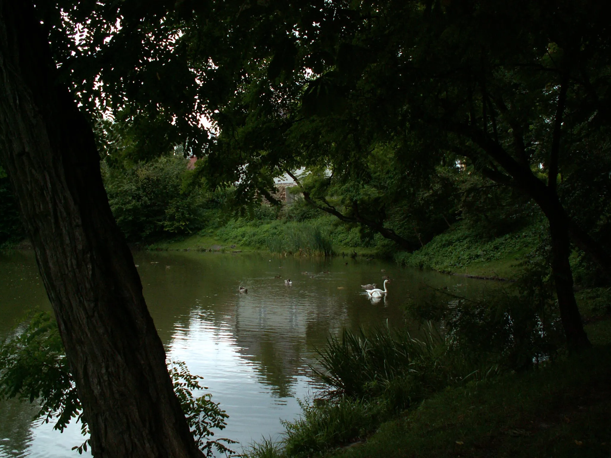 Photo showing: Kaczencowa Pond Nature reserve1,Nowa Huta,Krakow,Poland