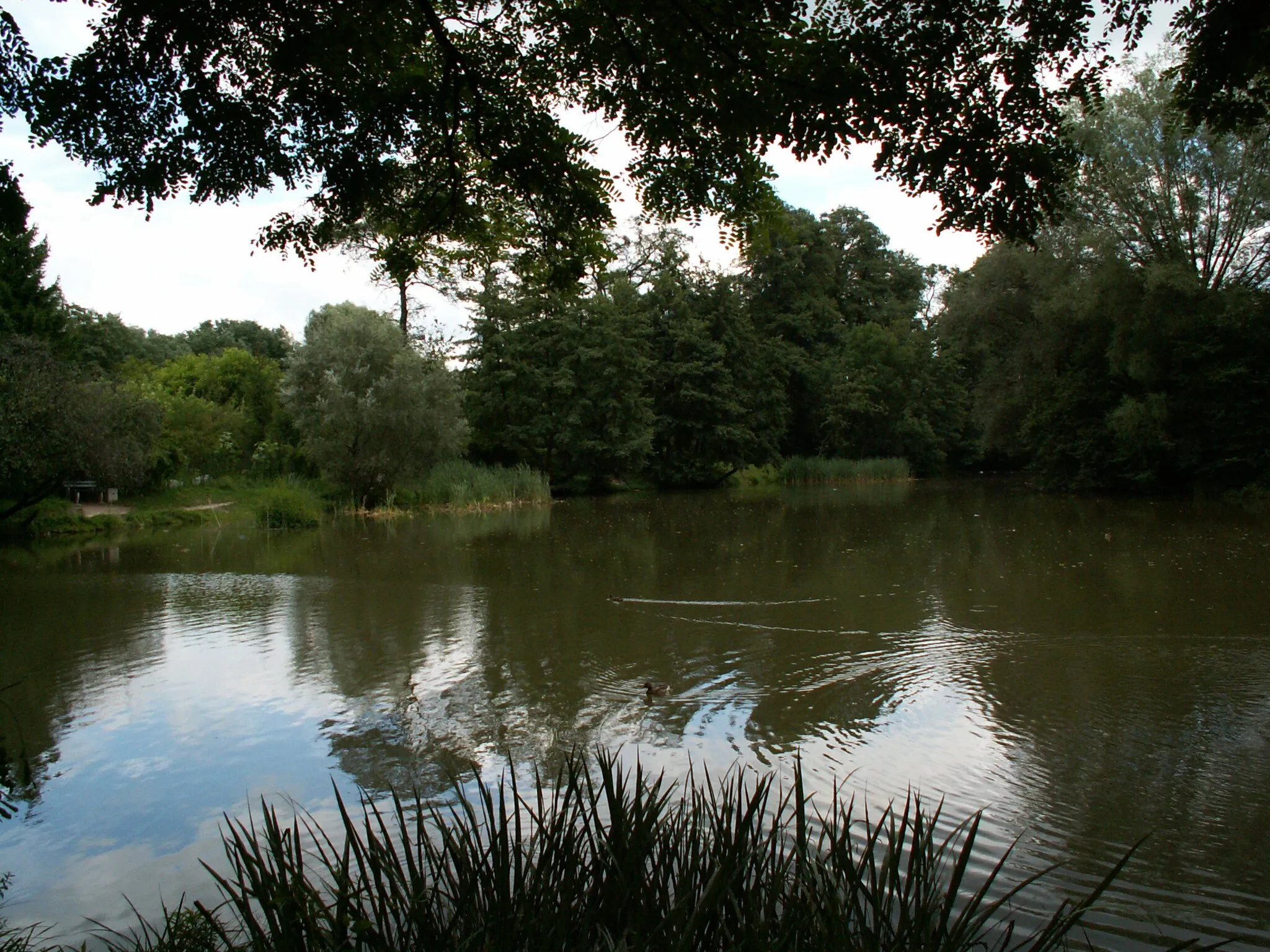 Photo showing: Kaczencowa Pond Nature reserve,Nowa Huta,Krakow,Poland