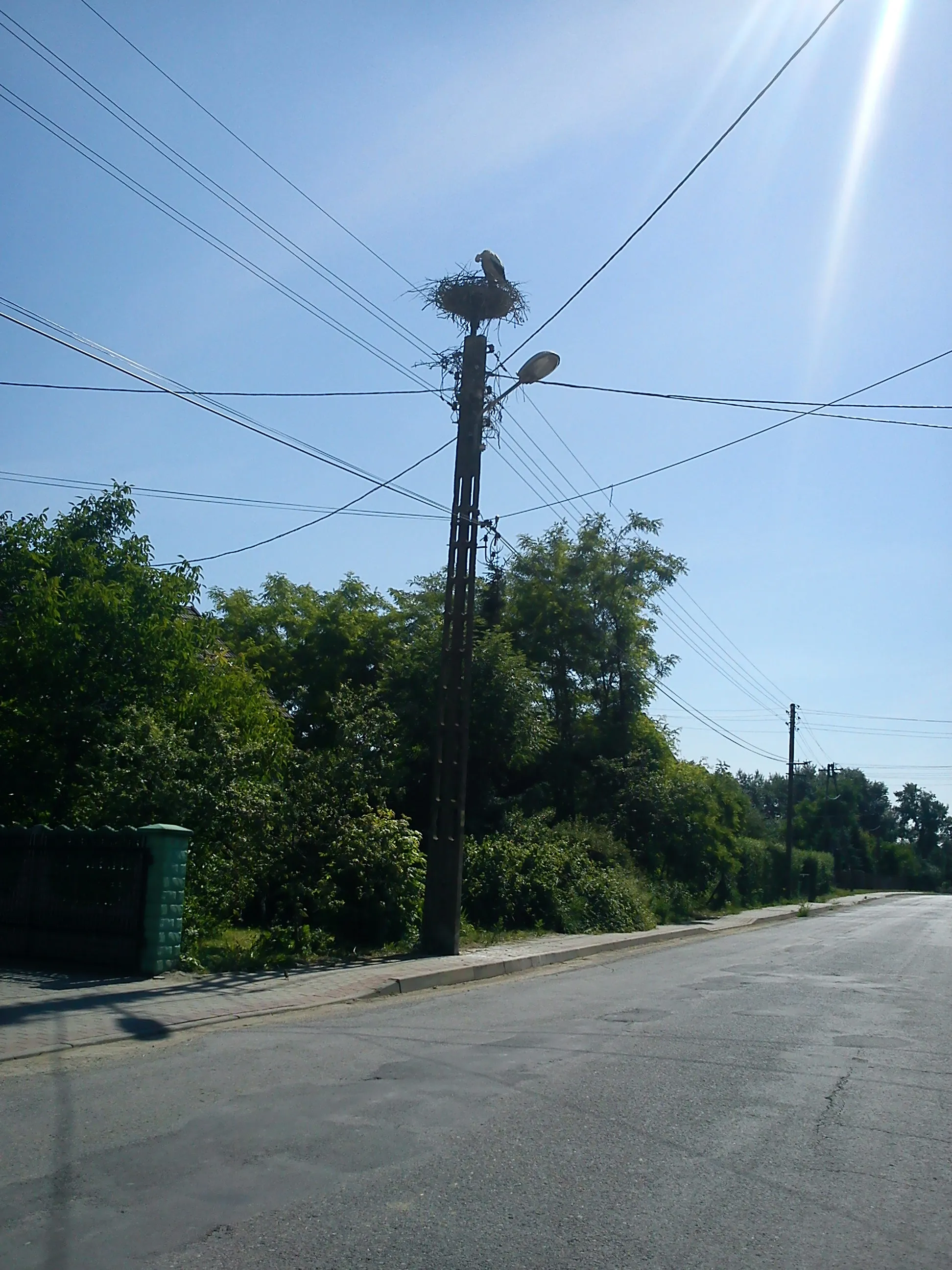 Photo showing: gniazdo bociana białego Przybysławice, Polska