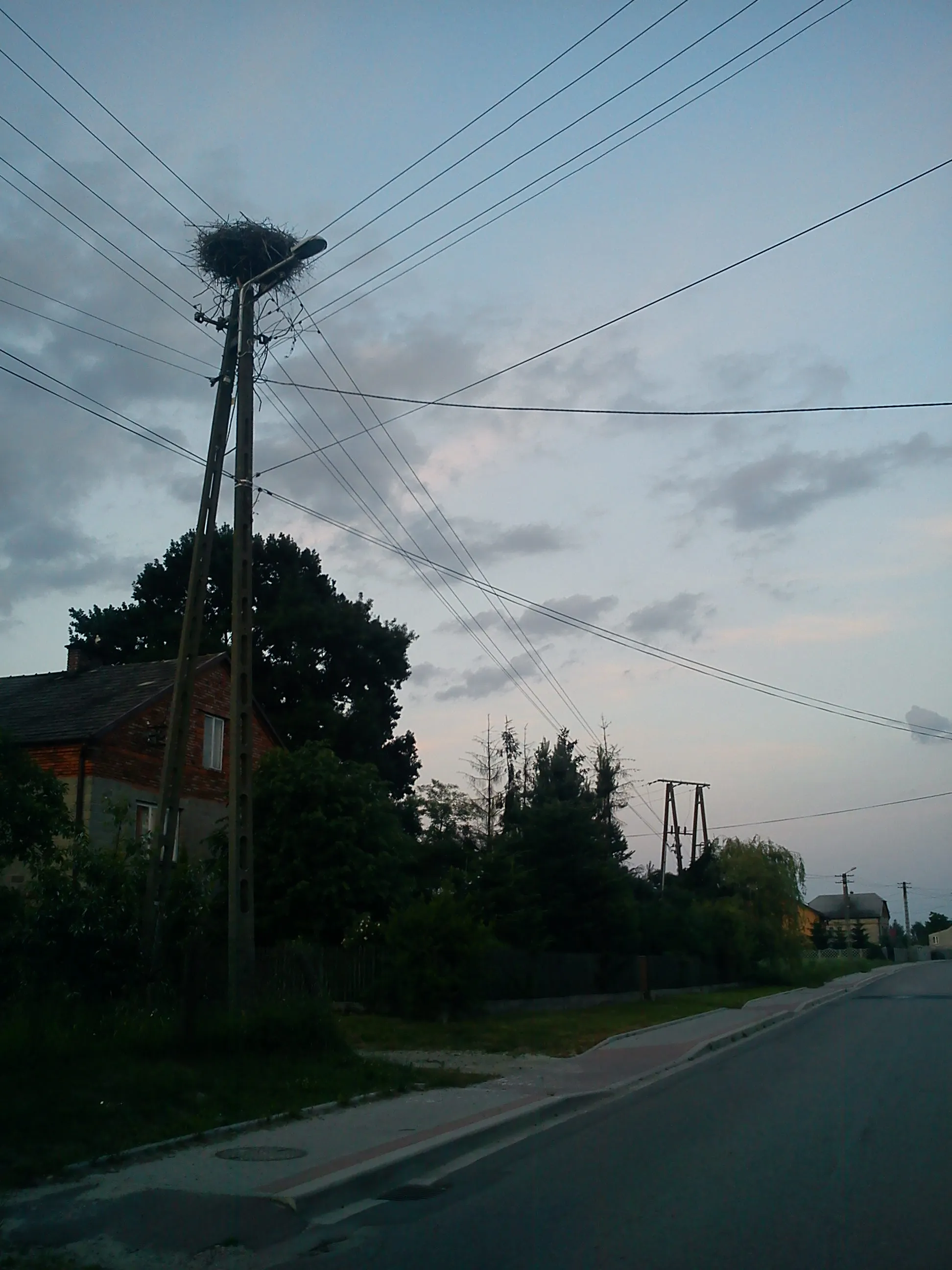 Photo showing: gniazdo bocian biały Wał-Ruda, Polska