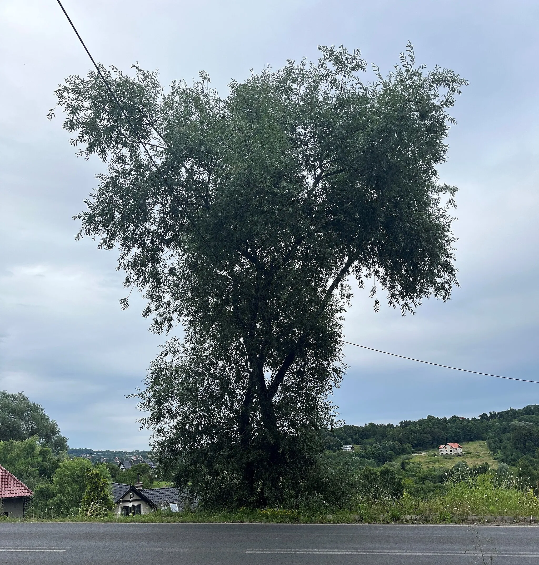Photo showing: Drzewo ulokowane przy głównej drodze, które przeżyło ponad wiek. Dobrze wspominane przez starszych mieszkańców, słyszy się historie z ich młodości.